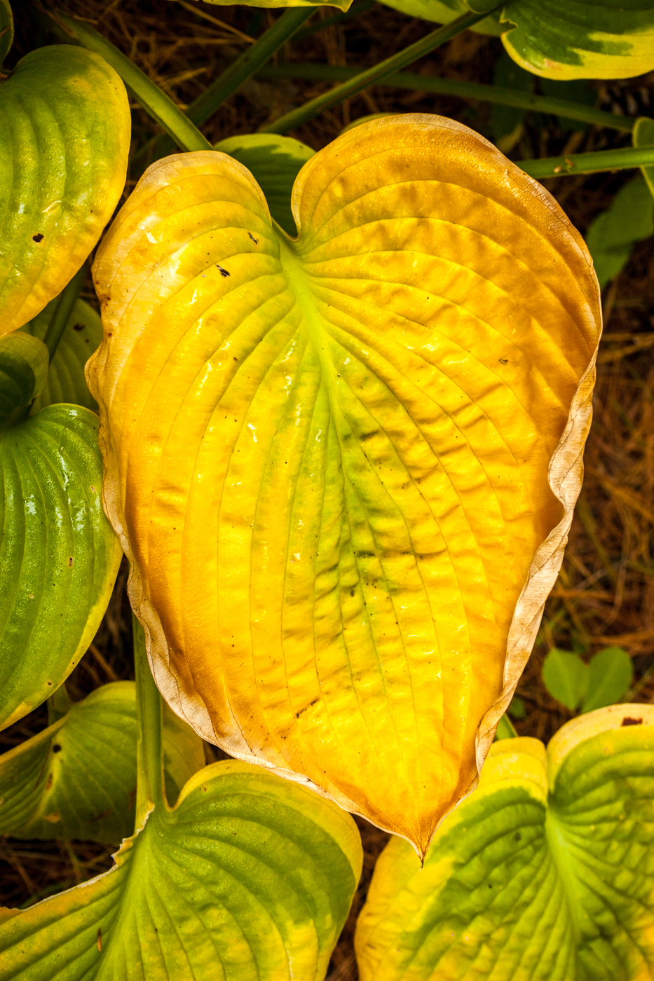Hosta 'Cool Change'