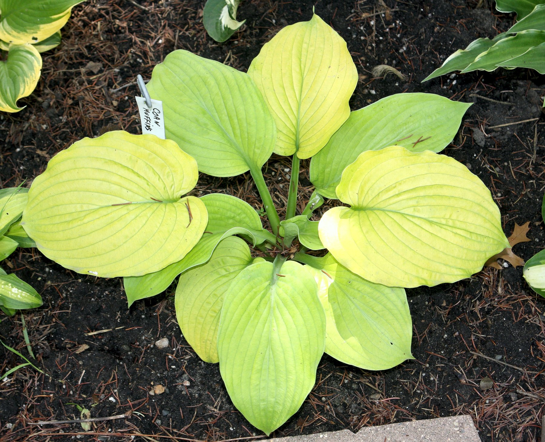Photograph of Hosta 'Corn Muffins'