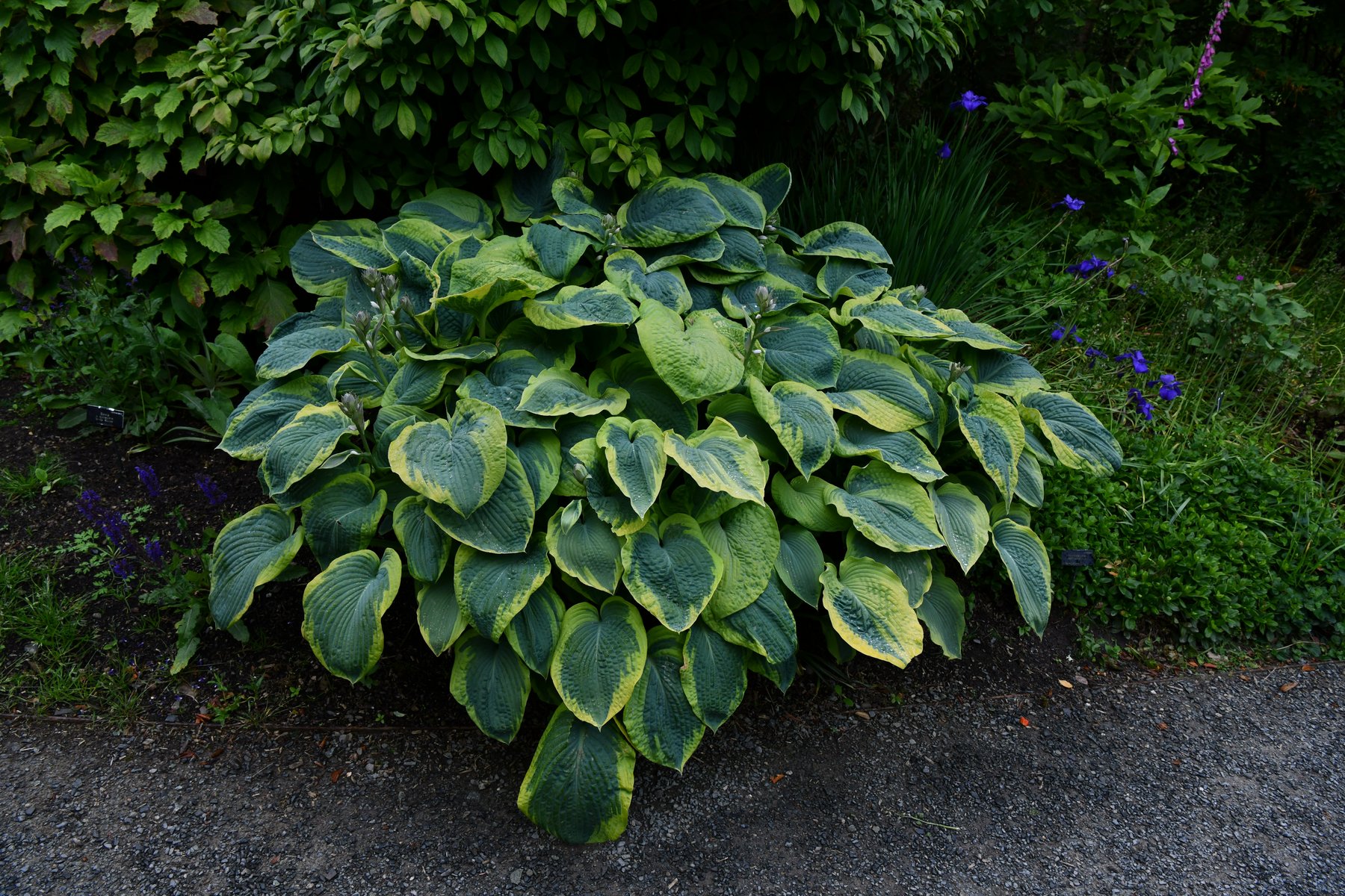 Photograph of Hosta 'County Park'