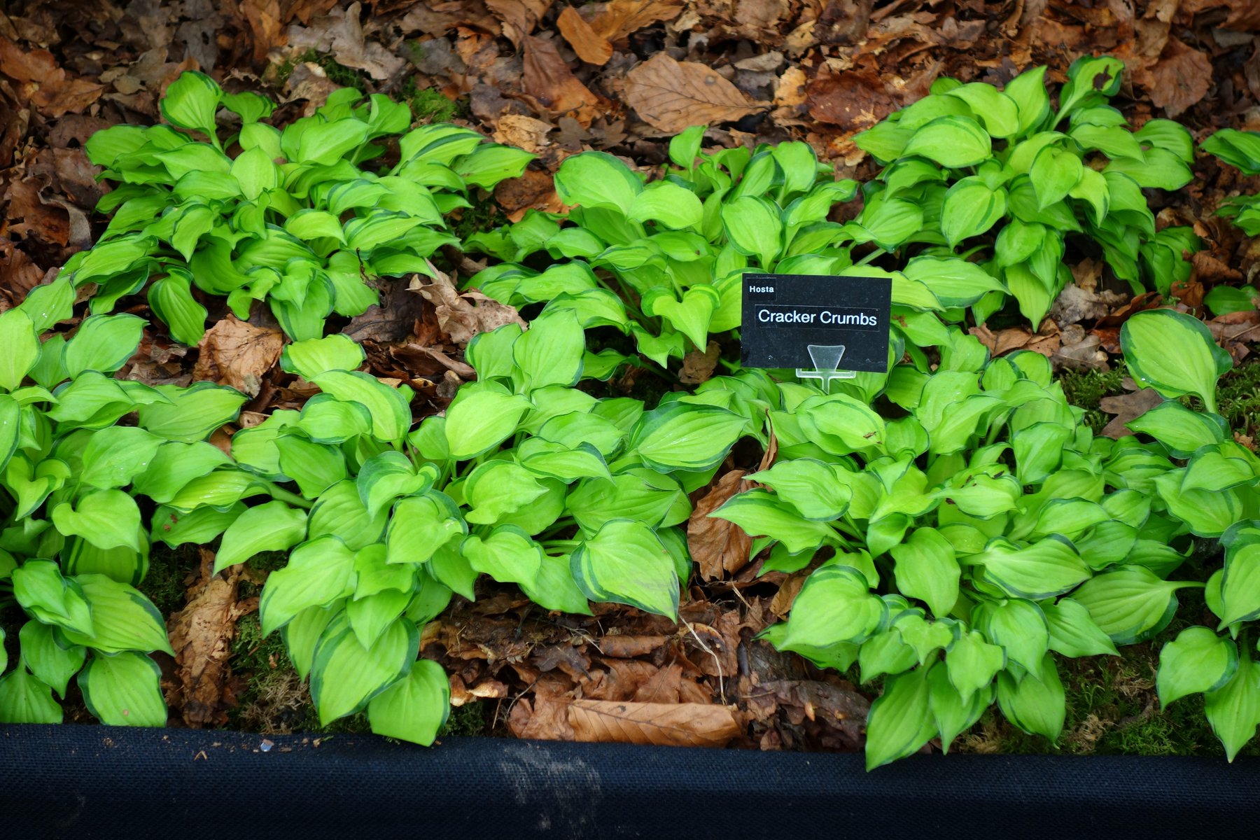 Photograph of Hosta 'Cracker Crumbs'