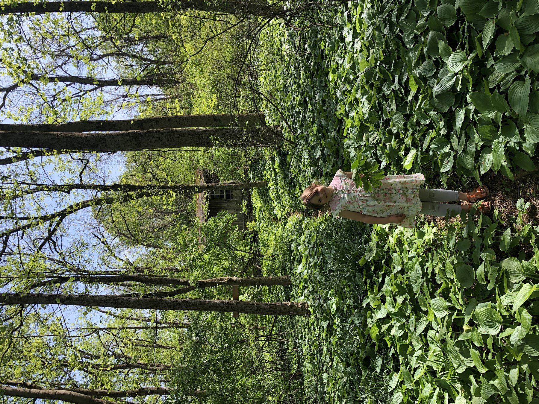 Photograph of Hosta 'Creek'