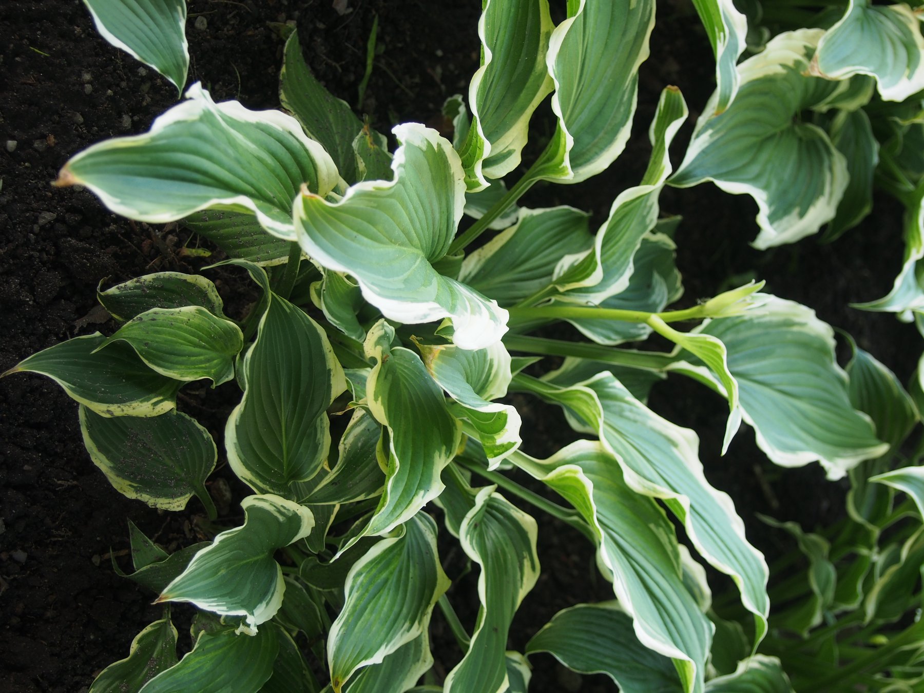 Photograph of Hosta 'Crispula'
