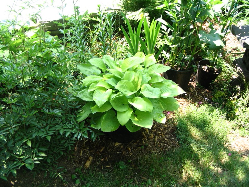 Hosta 'Dawn'