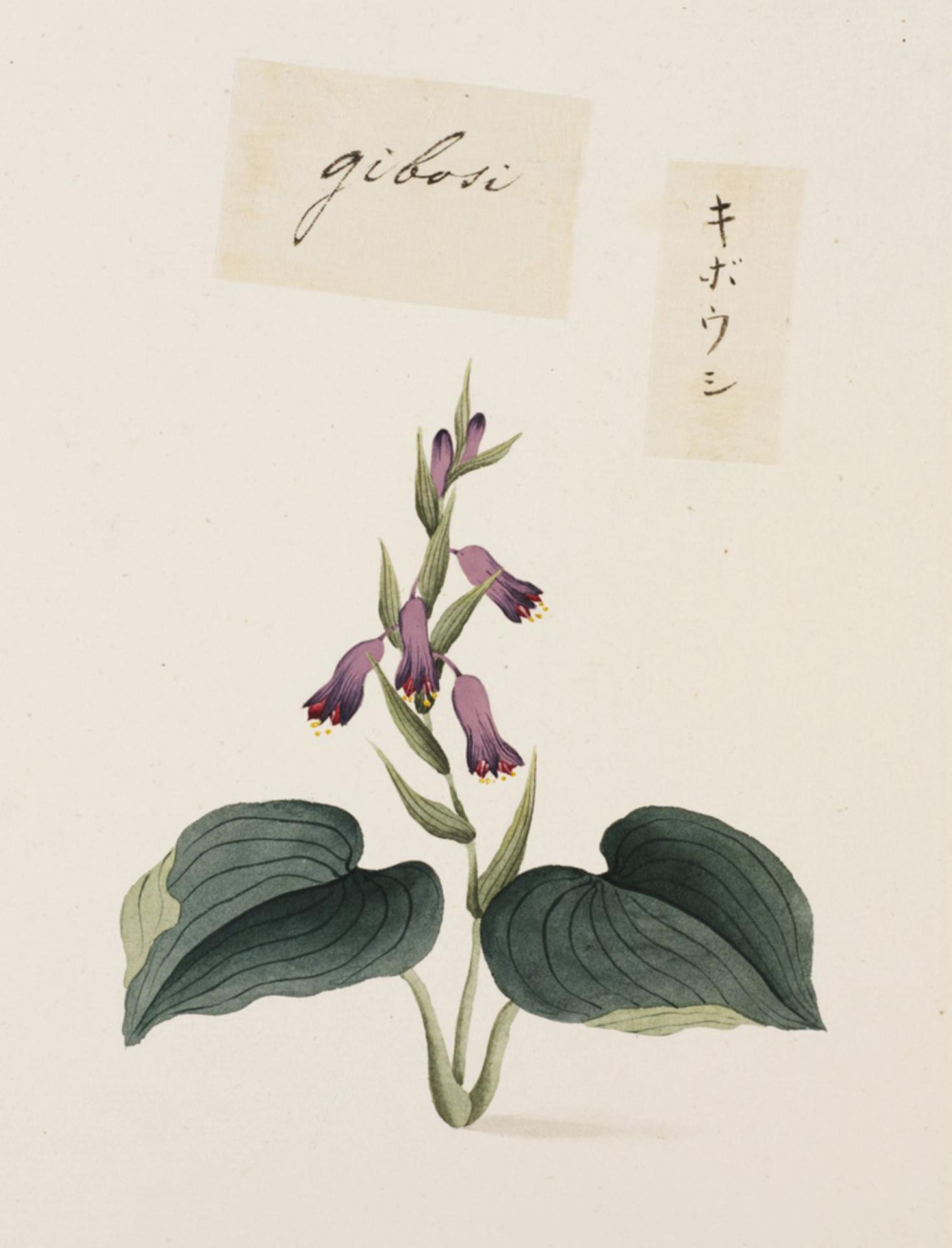 Hosta 'Dimension X'