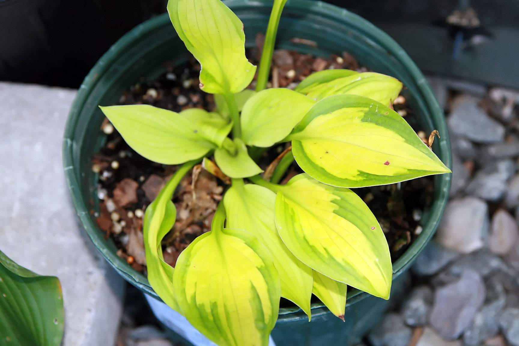 Hosta 'Do Little'