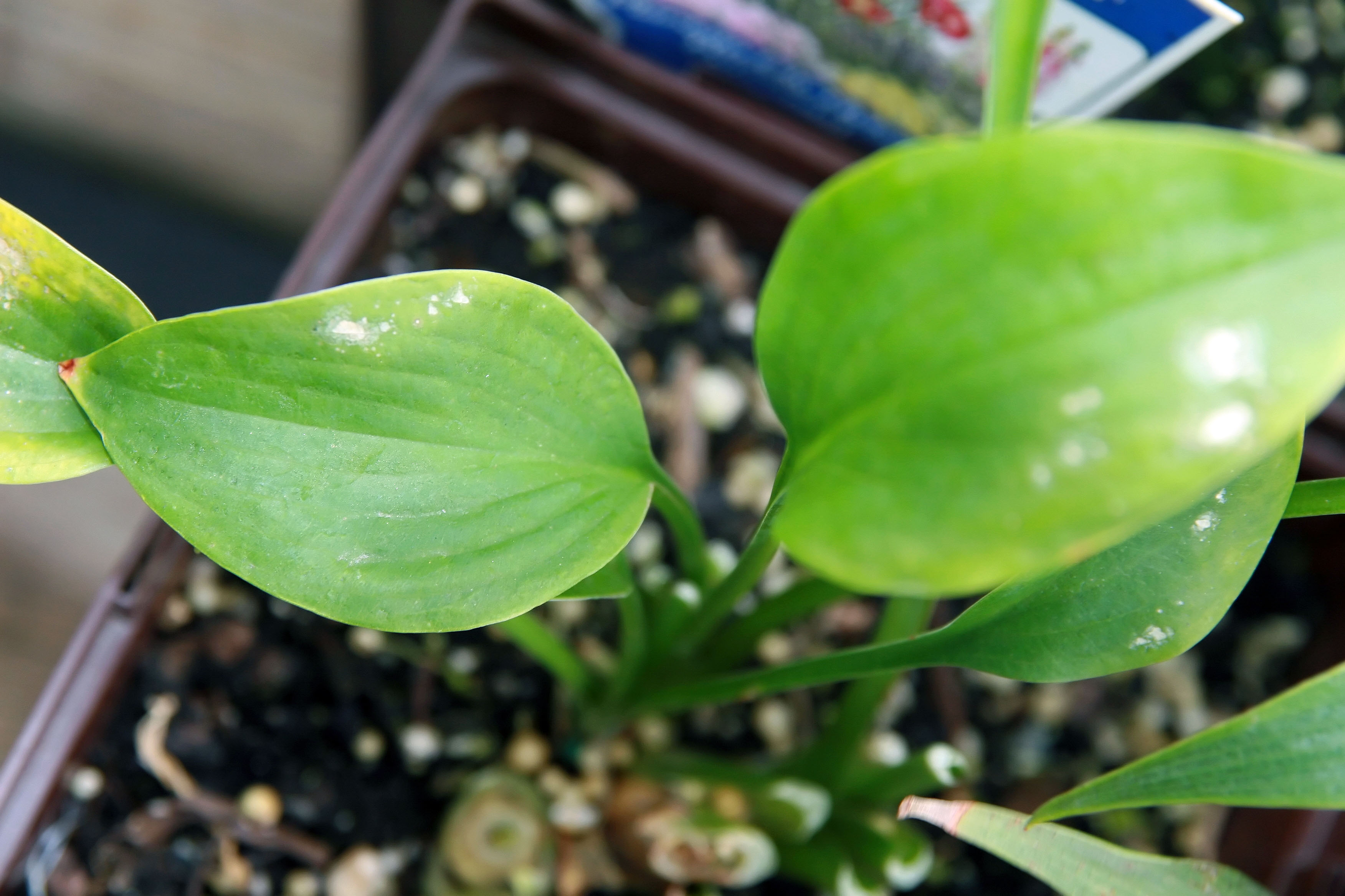 Photograph of Hosta 'DuPage Delight'