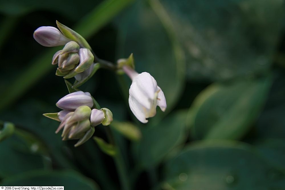 Photograph of Hosta 'El Nino'