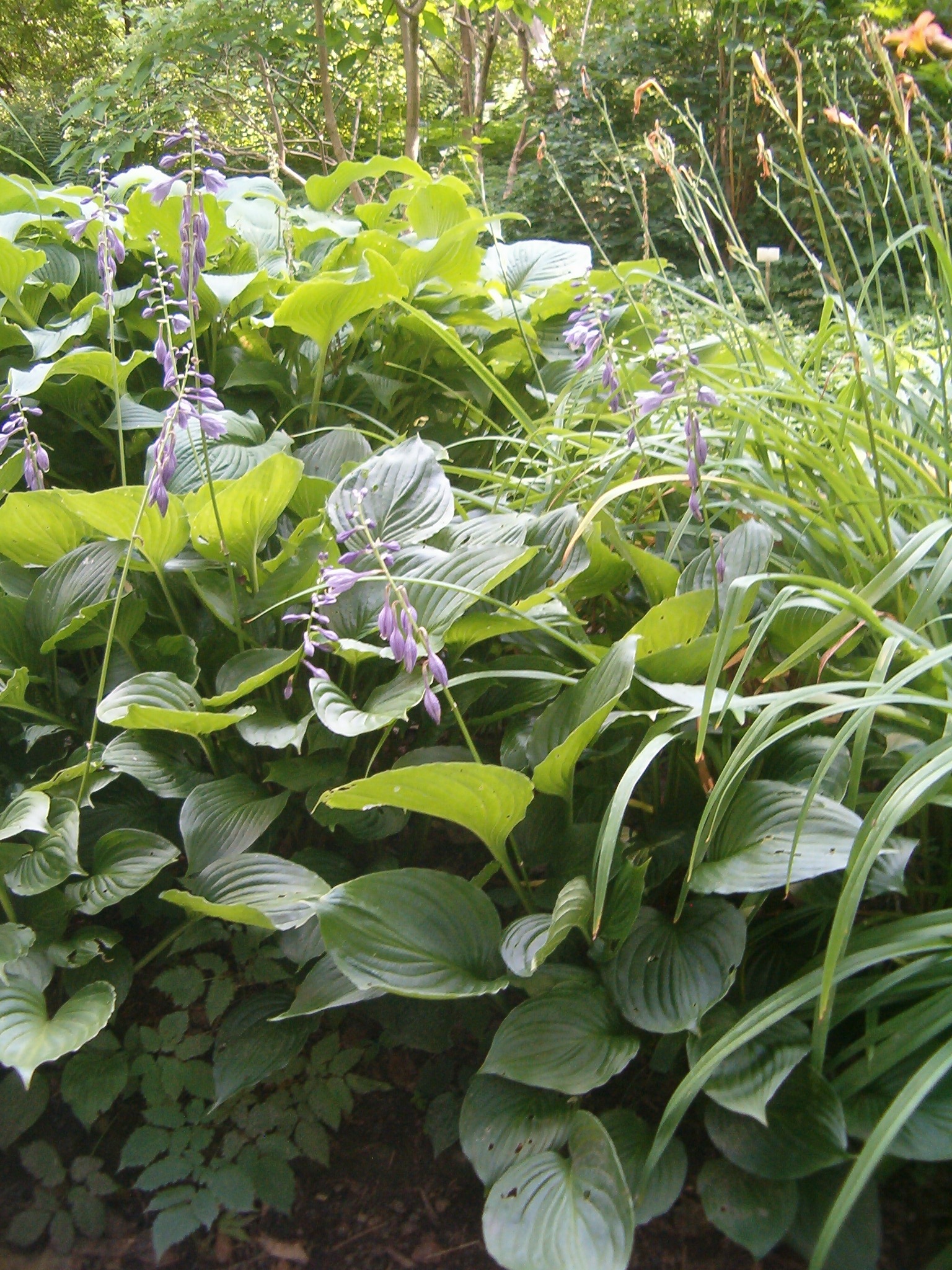 Hosta 'Elata'