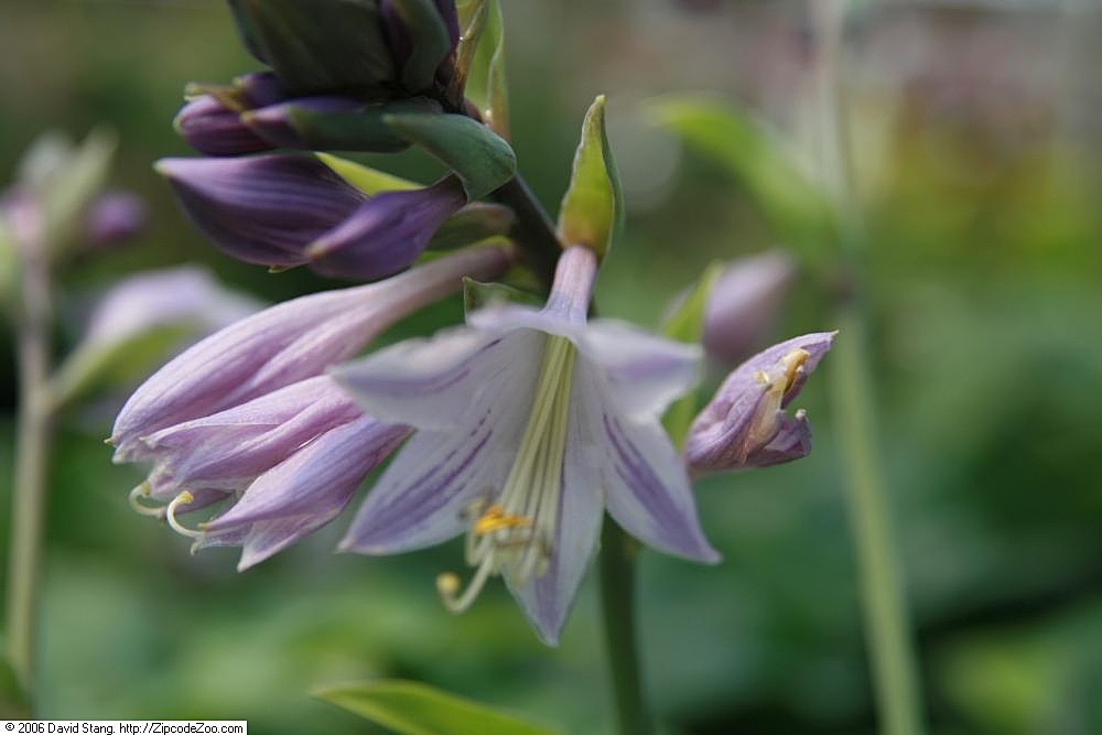 Photograph of Hosta 'Elvis Lives'