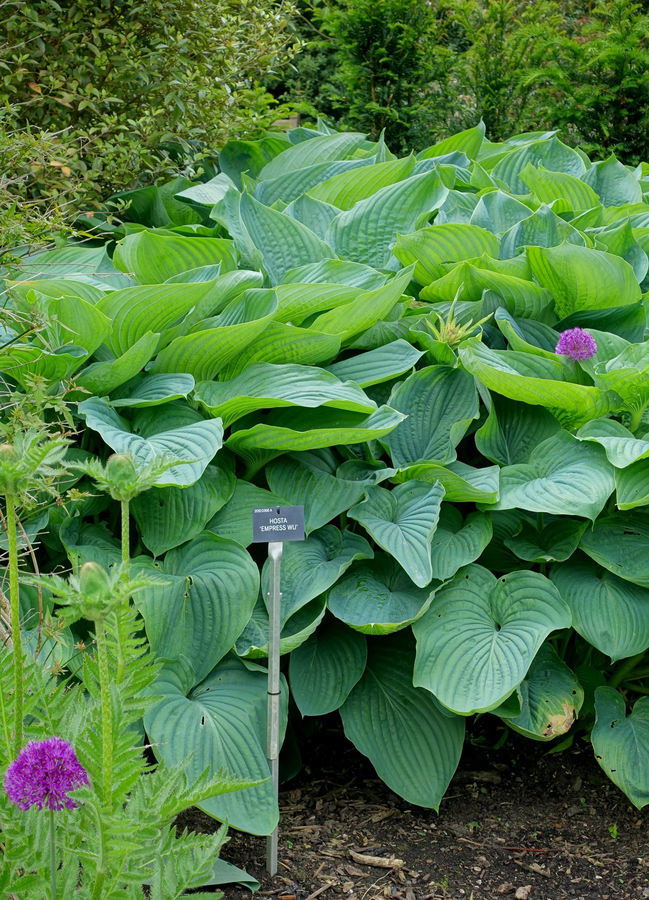 Hosta 'Empress Wu'
