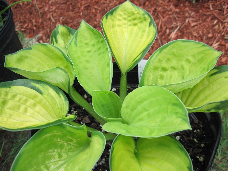 Photograph of Hosta 'English Sunrise'