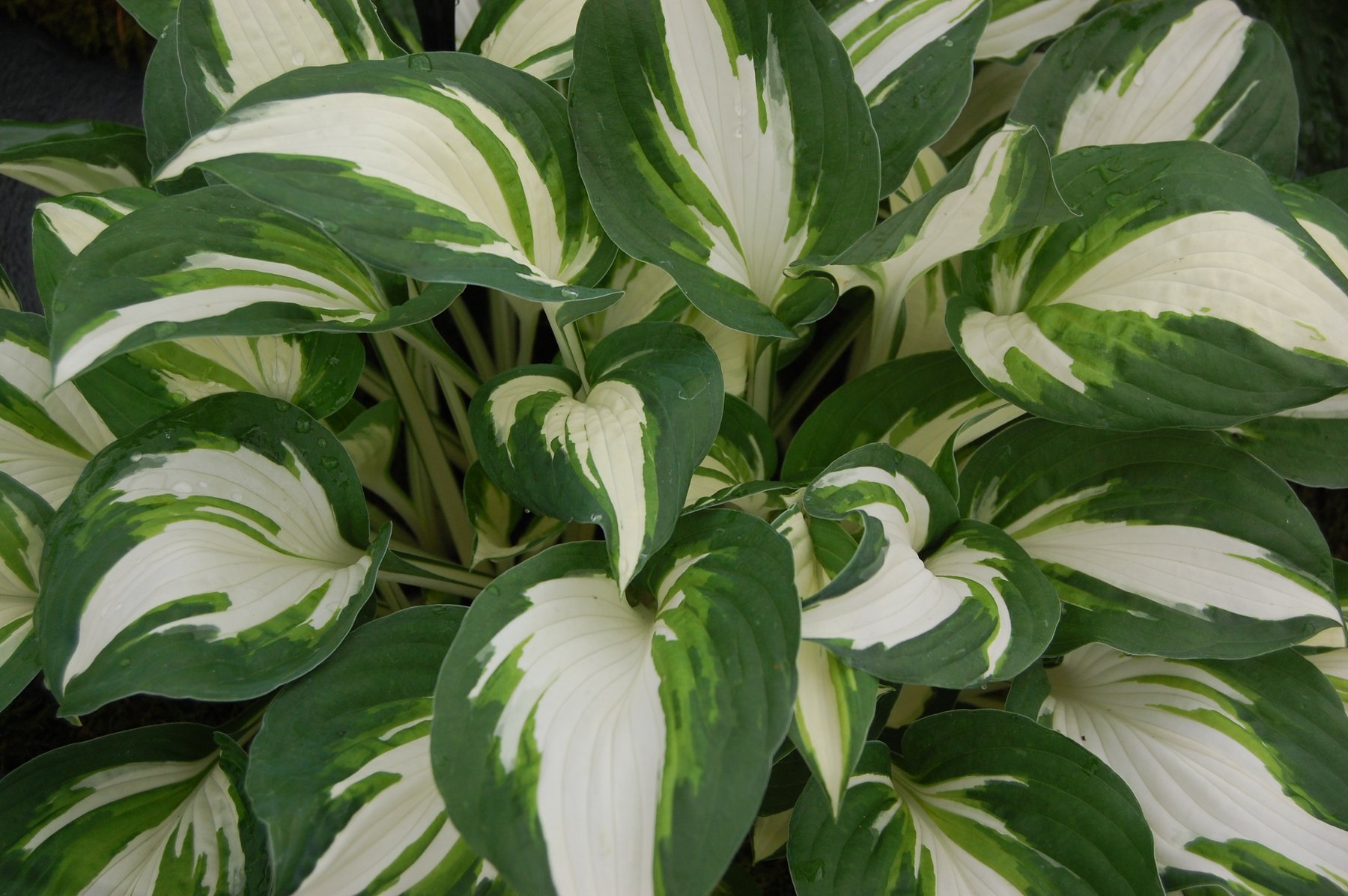 Photograph of Hosta 'Enterprise'