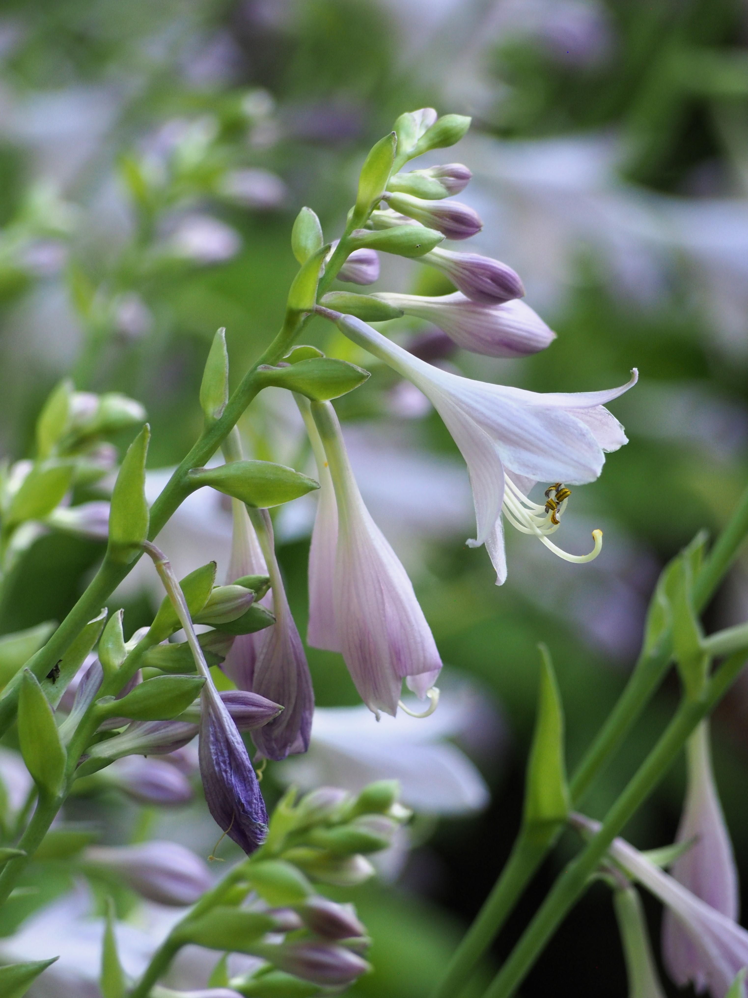 Photograph of Hosta 'Eric'