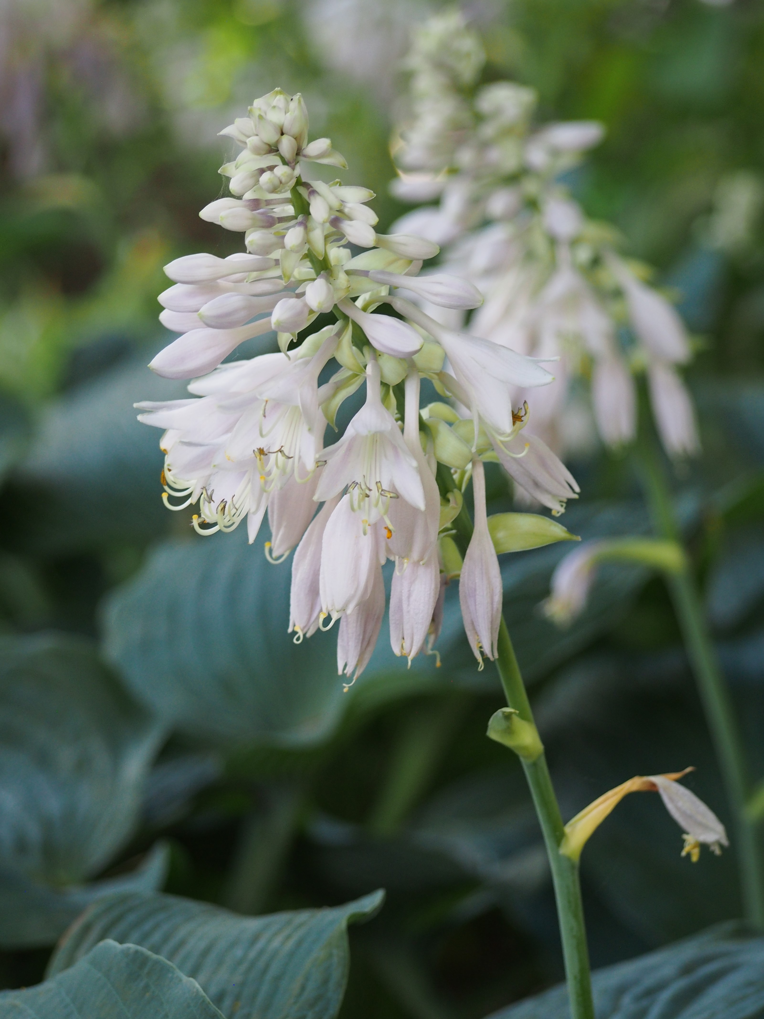 Photograph of Hosta 'Eunice Fisher'