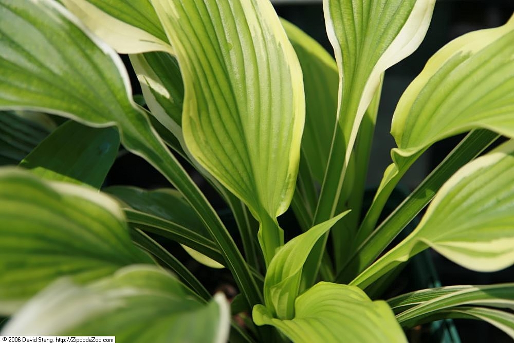 Photograph of Hosta 'Fantabulous'