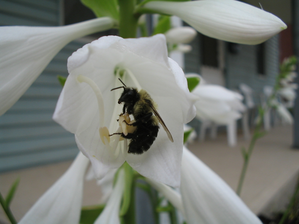 Hosta 'Flower Power'