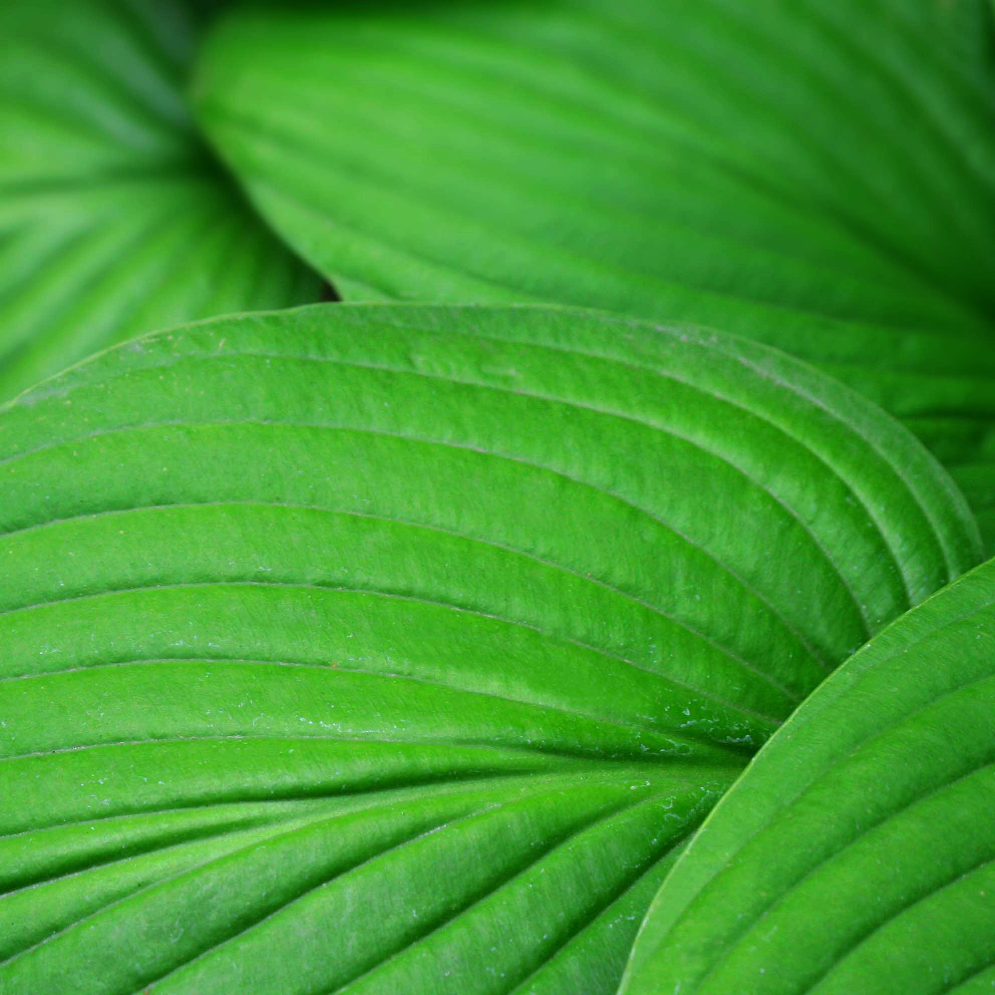 Photograph of Hosta 'Fortunei Albopicta'