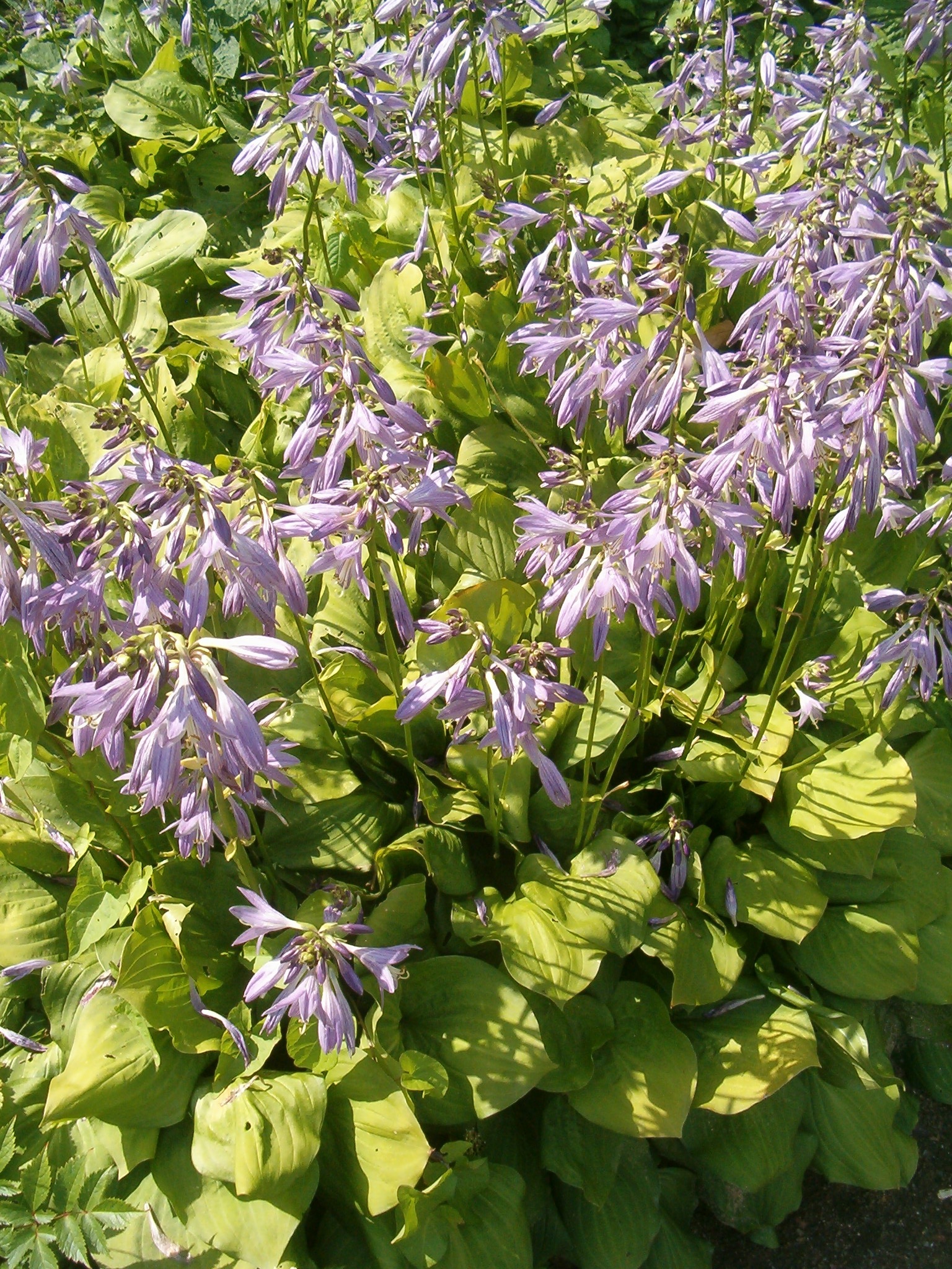 Photograph of Hosta 'Fortunei Aurea'