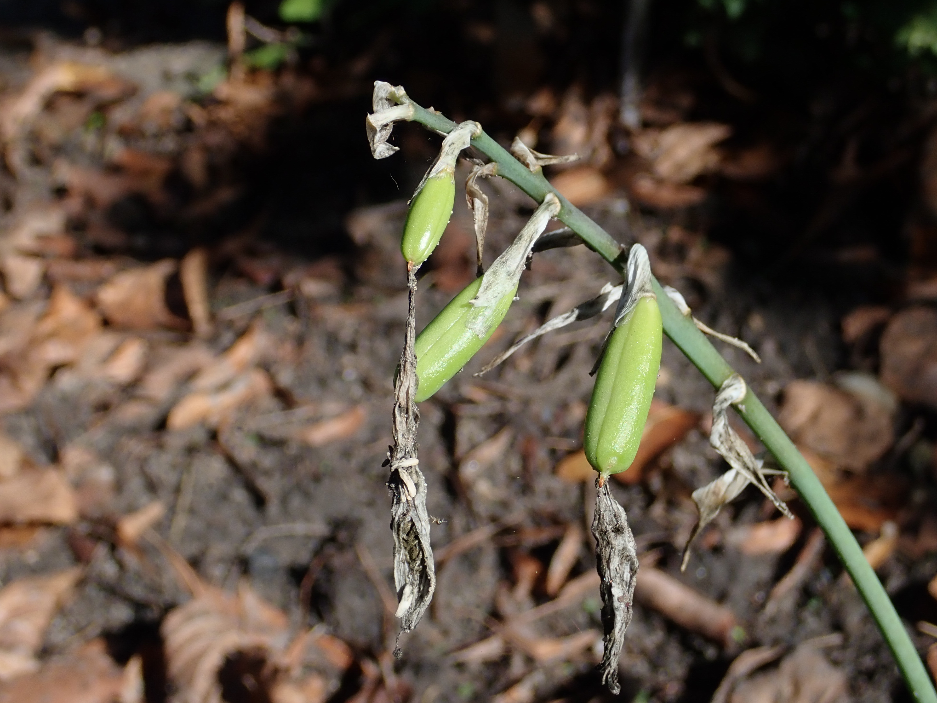 Hosta 'Fragrant Blue'