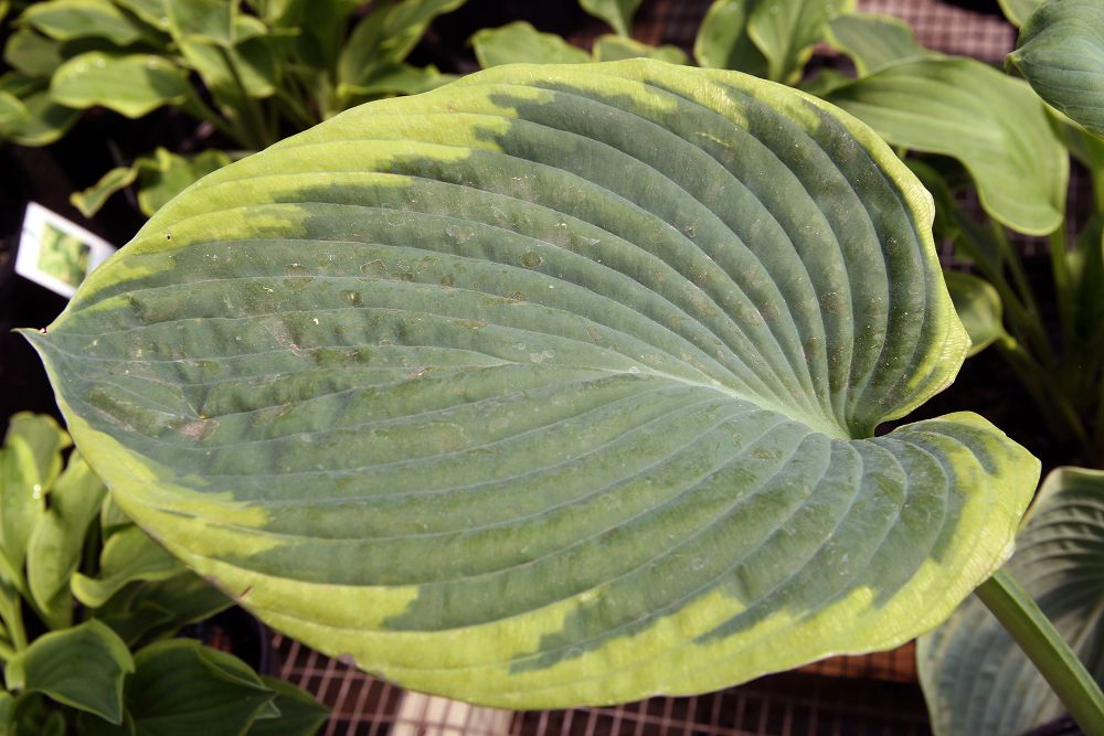 Hosta 'Frances Williams'
