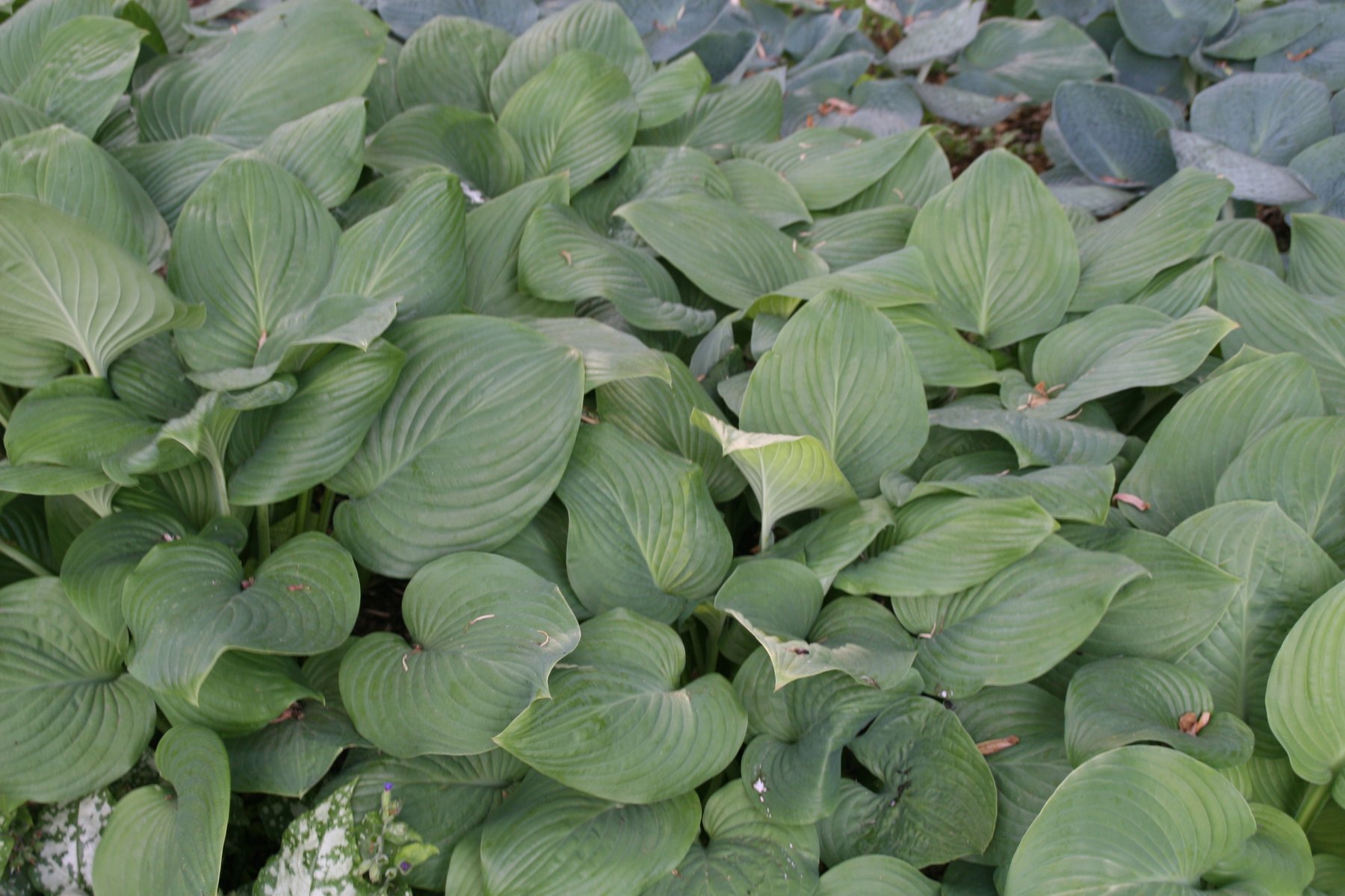 Photograph of Hosta 'Fried Bananas'