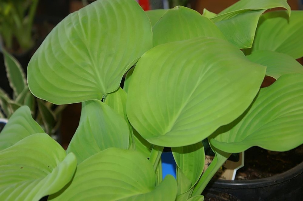 Hosta 'Fried Green Tomatoes'