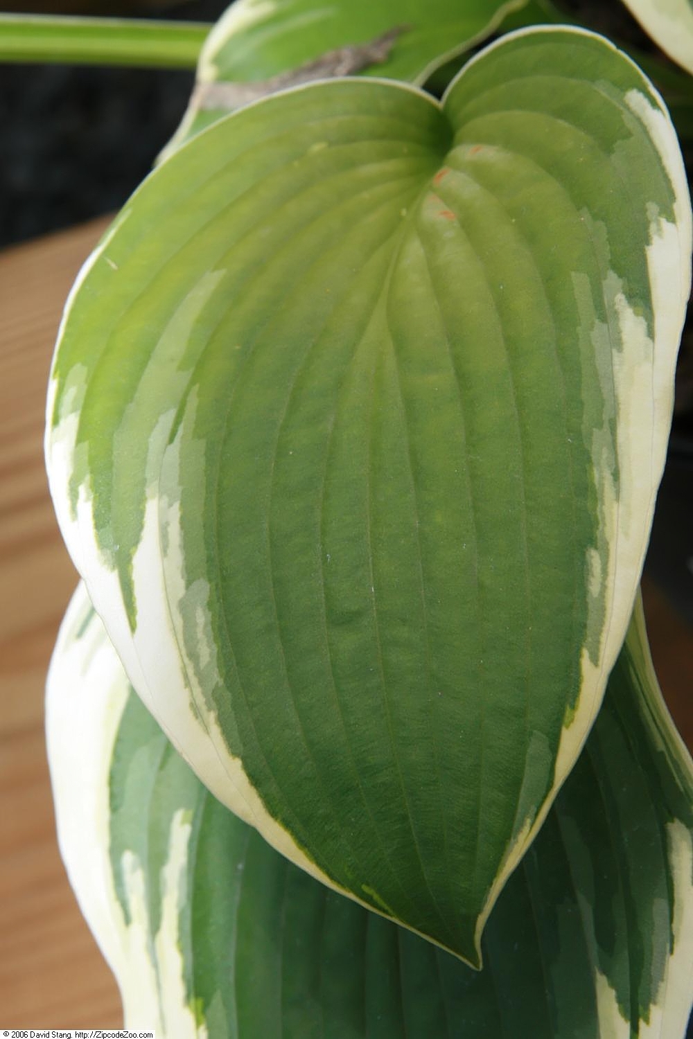 Photograph of Hosta 'Fringe Benefit'