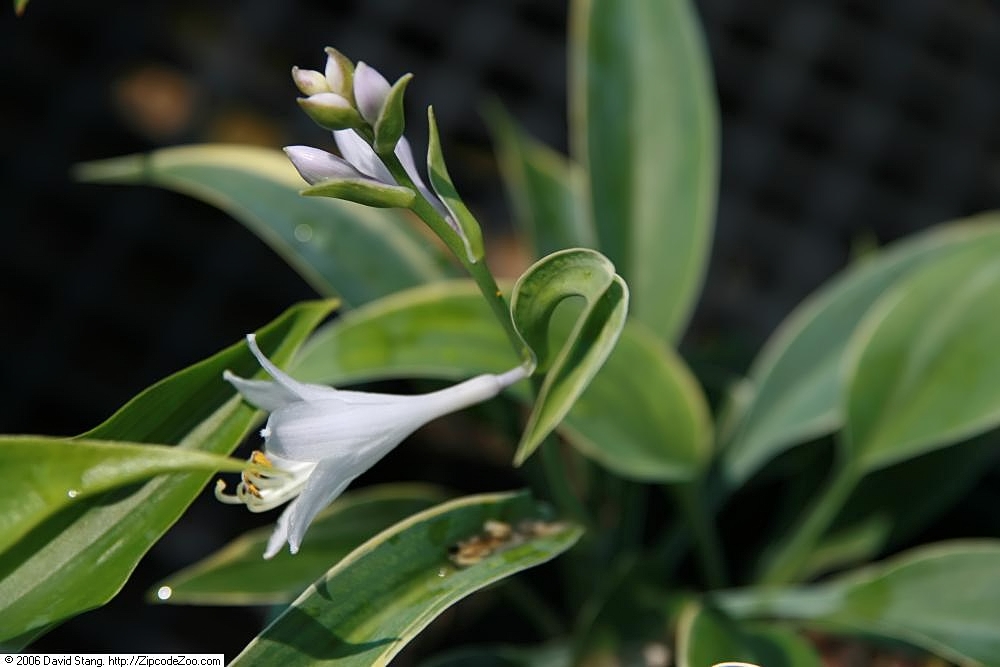 Hosta 'Frosted Dimples'