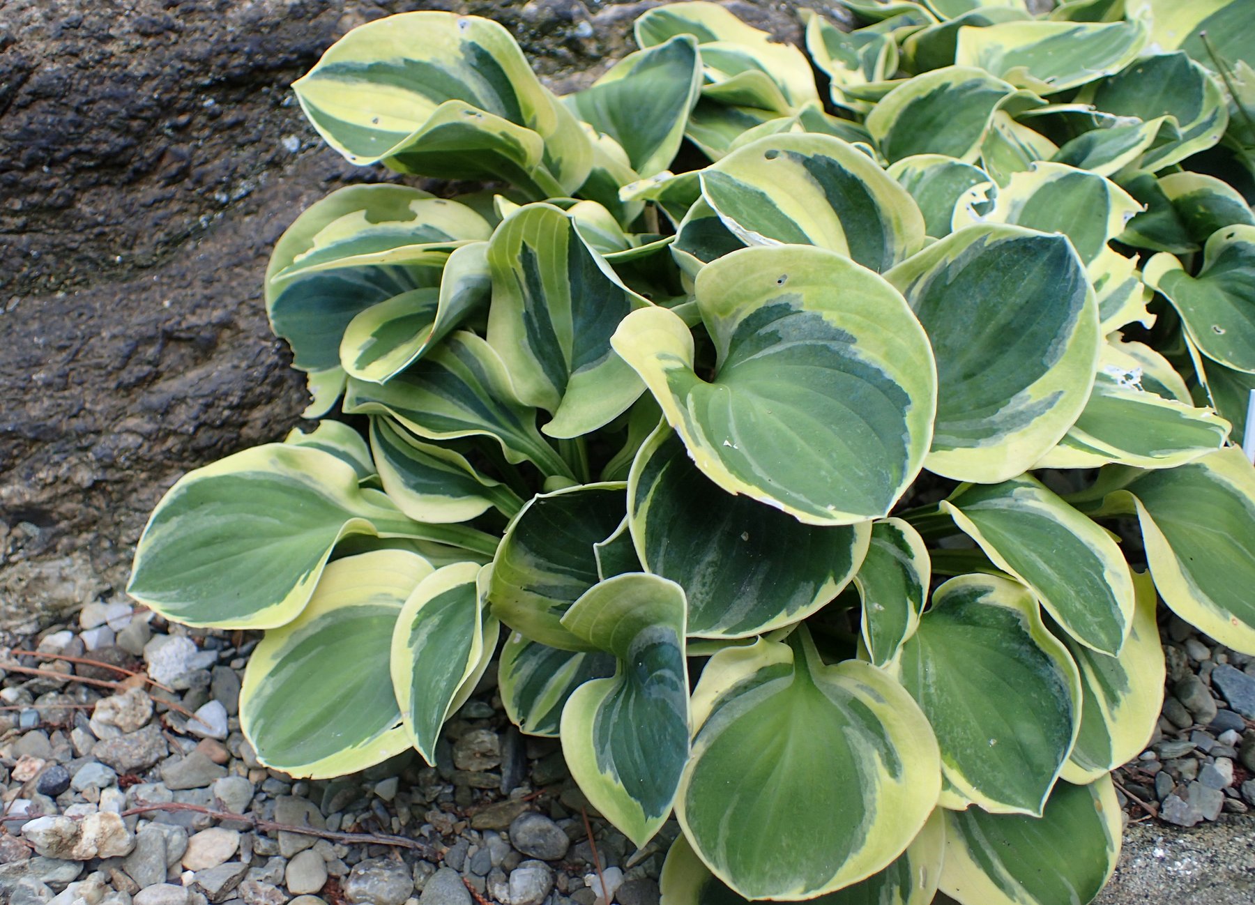 Photograph of Hosta 'Frosted Mouse Ears'