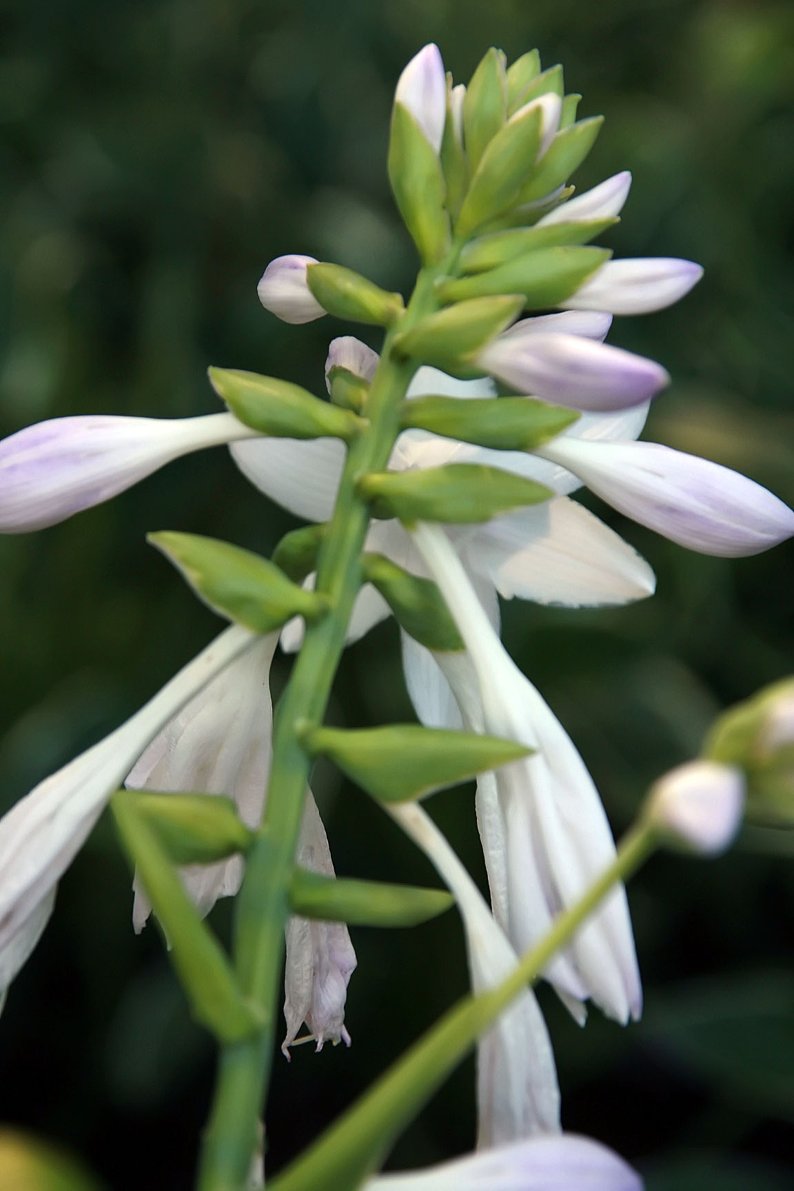 Photograph of Hosta 'Garden Bouquet'