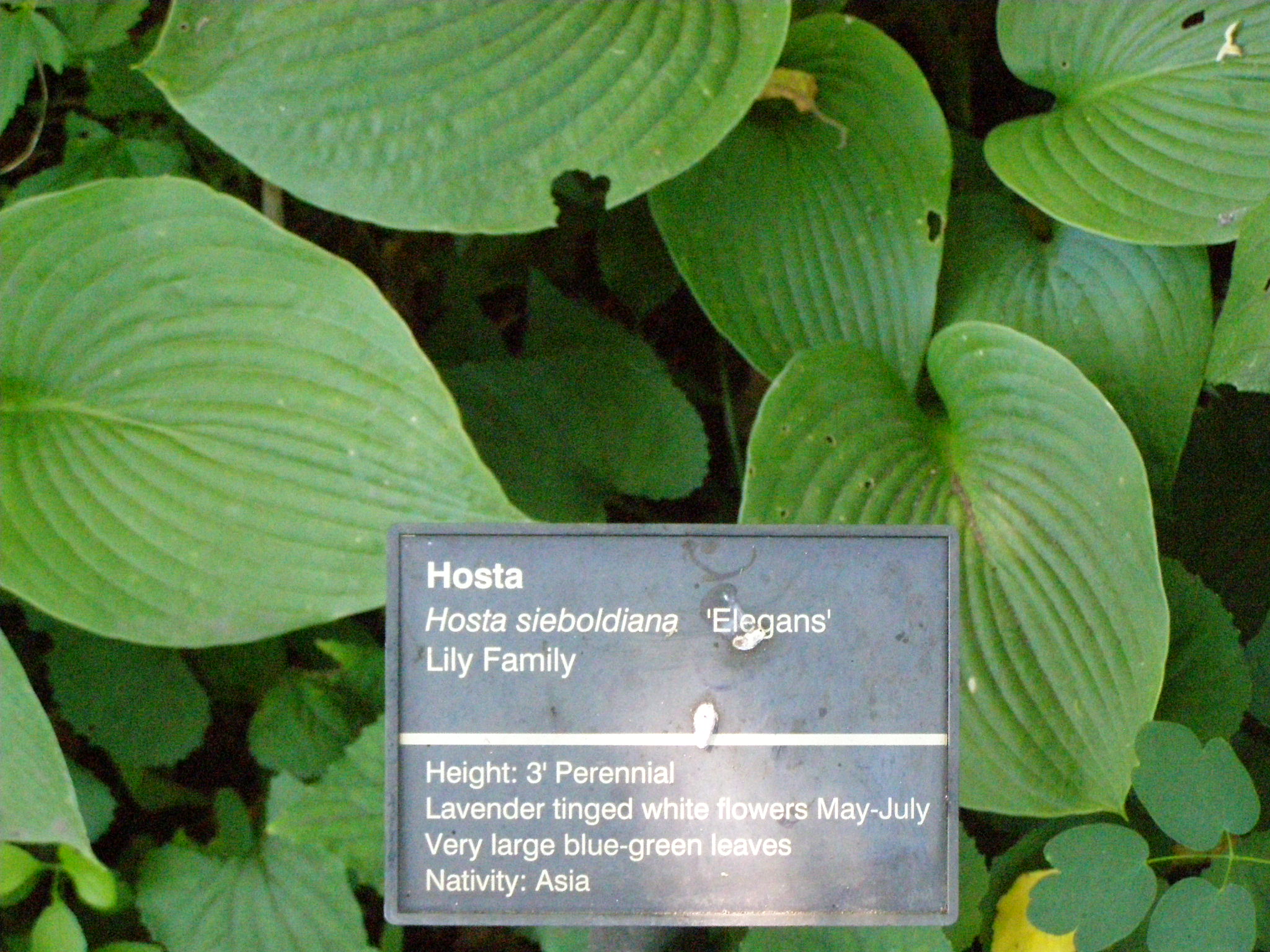 Hosta 'Garden Center'