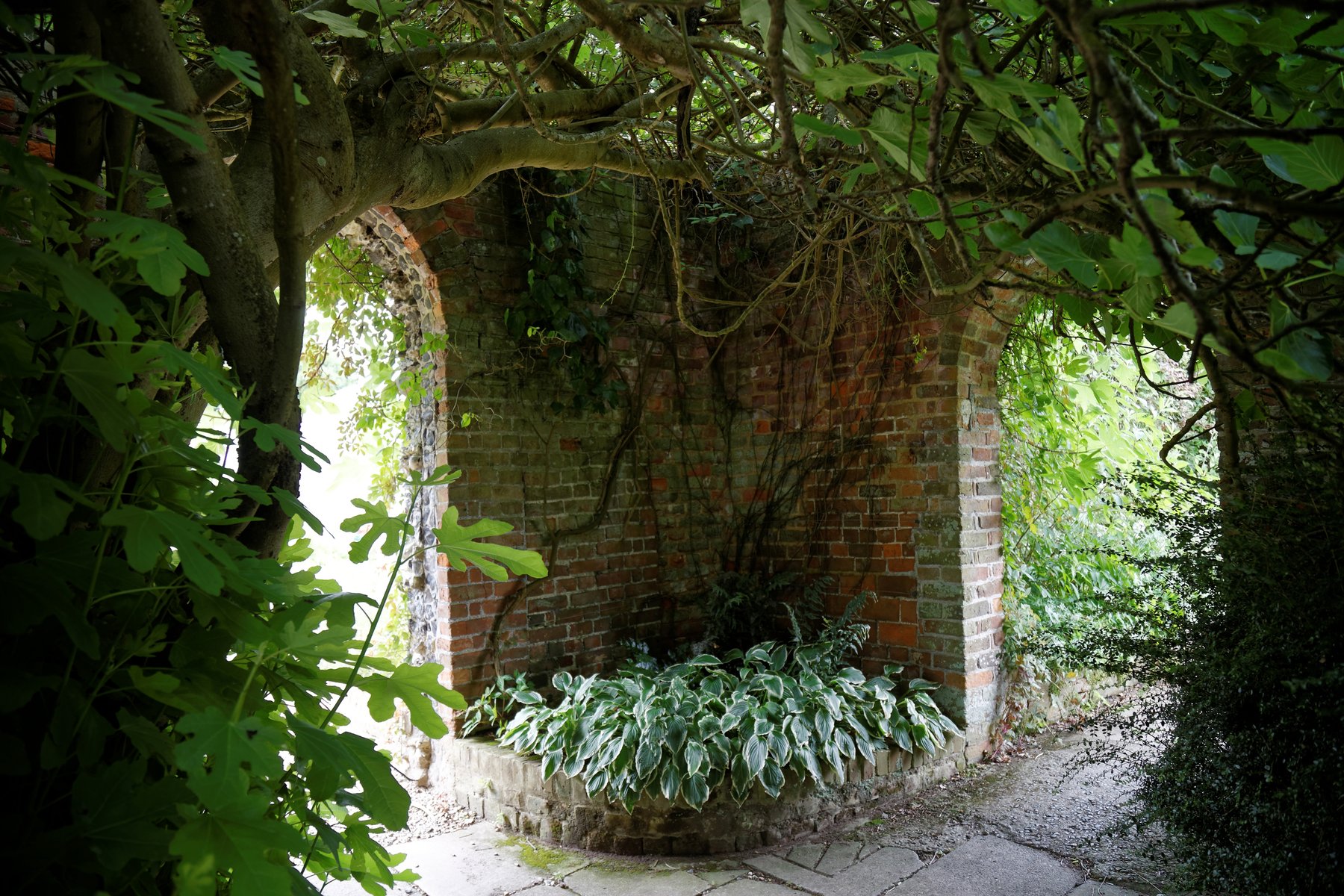 Hosta 'Garden Gate'