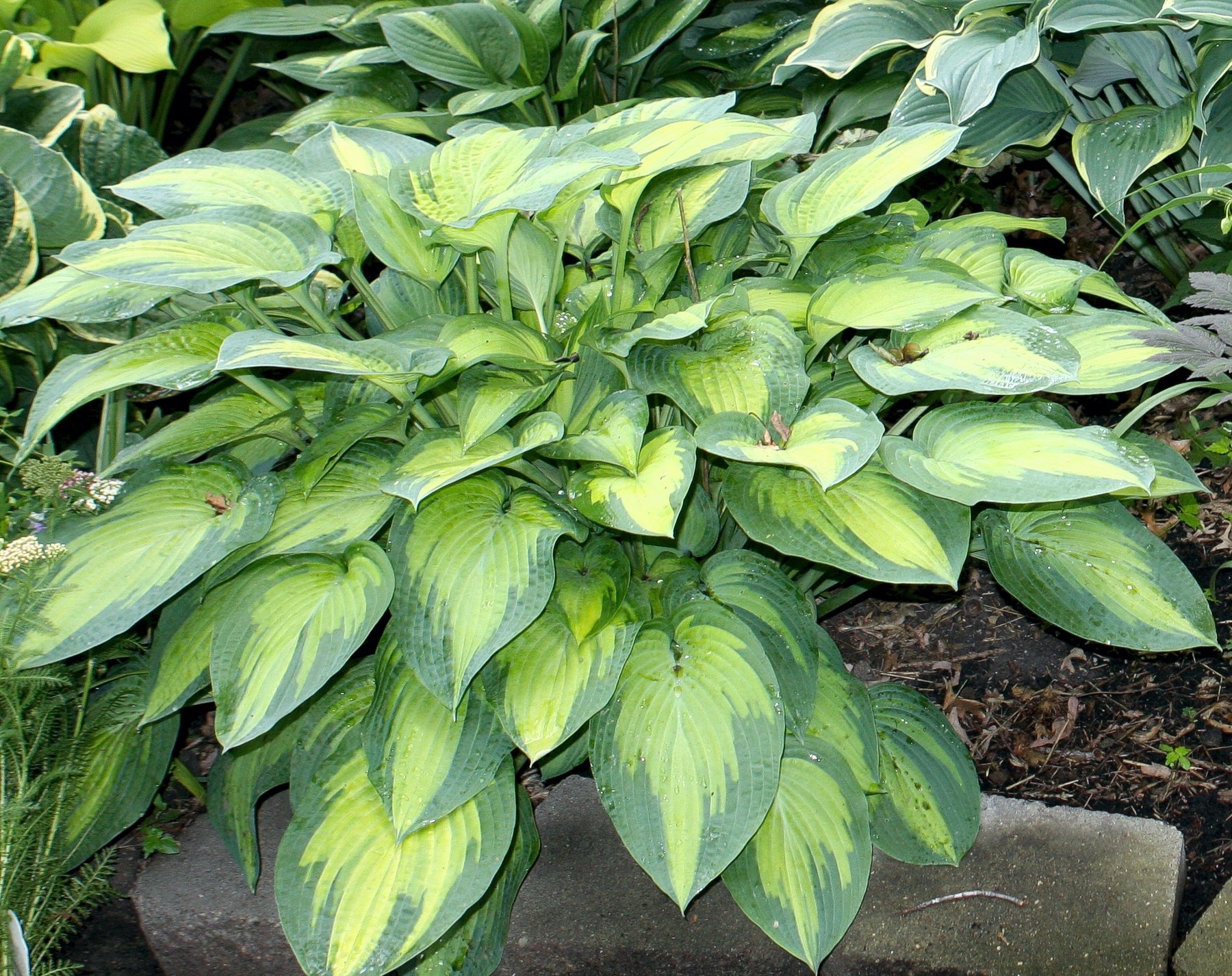 Hosta 'Glory'