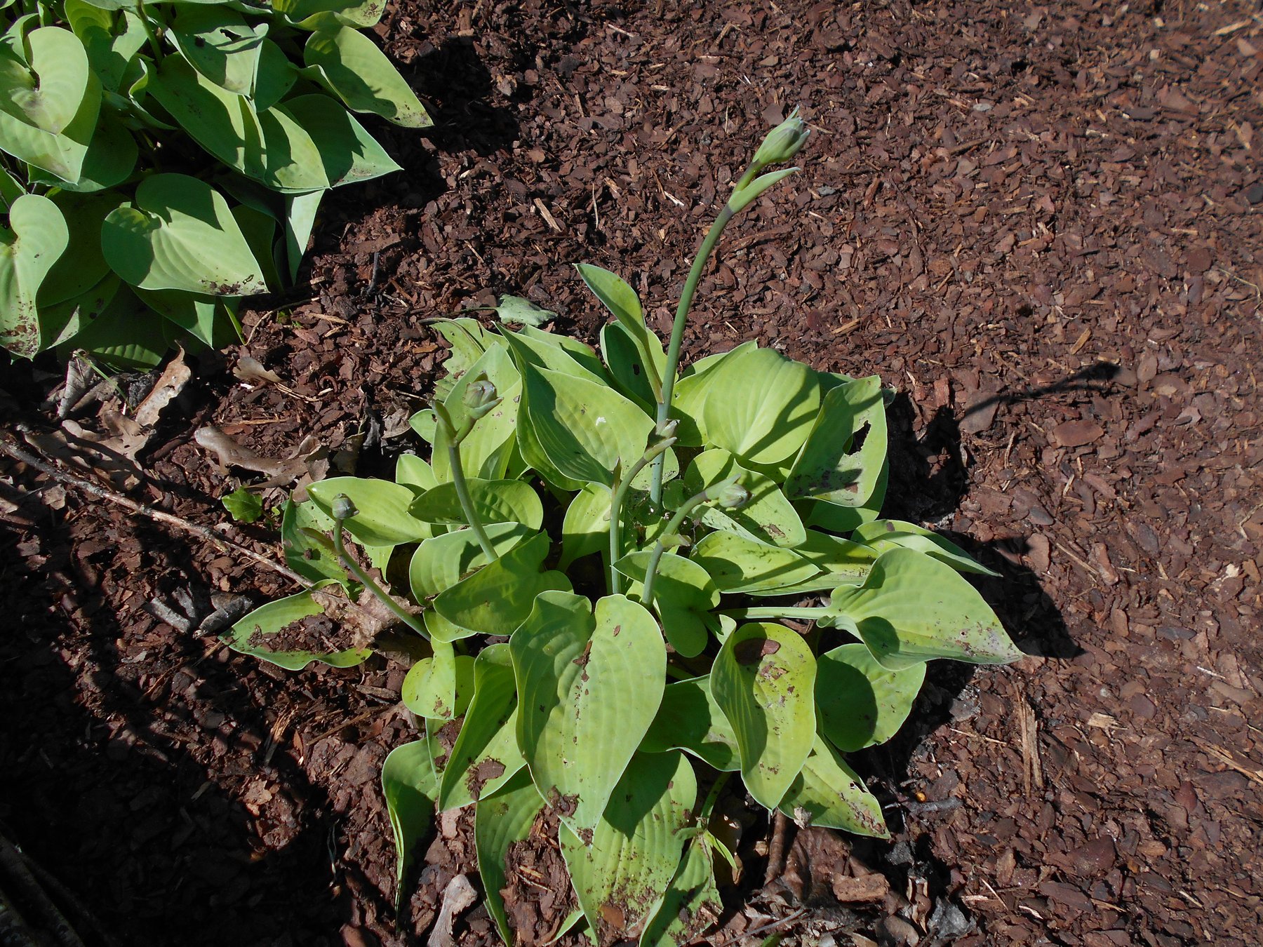 Photograph of Hosta 'Gold Edger'