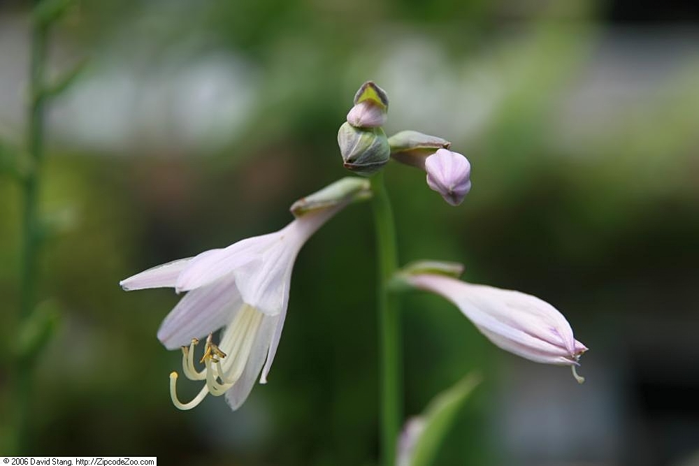 Photograph of Hosta 'Gold River'