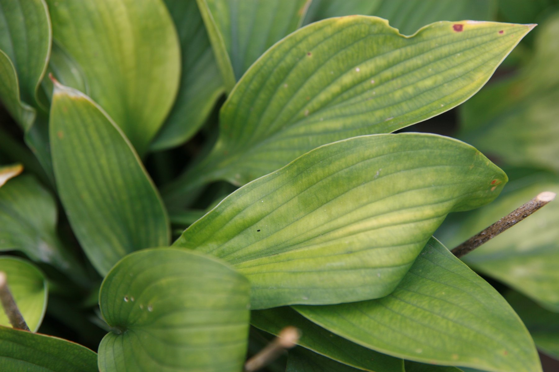 Photograph of Hosta 'Gold Standard'