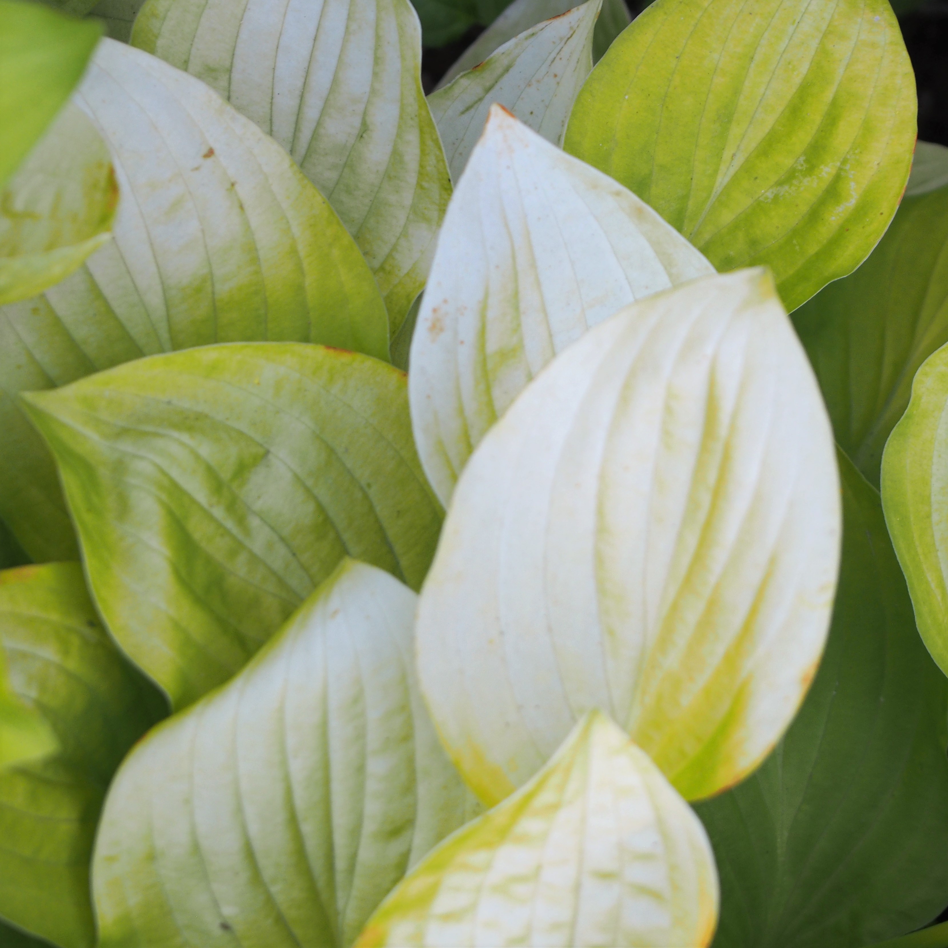 Photograph of Hosta 'Golden Scepter'