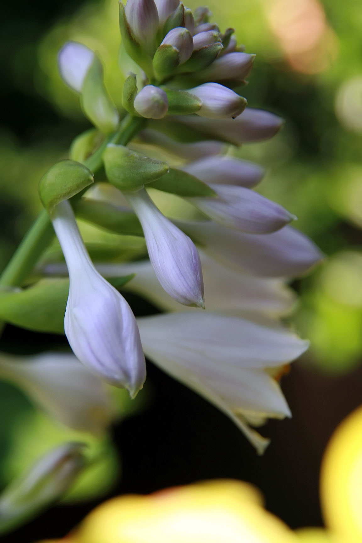 Photograph of Hosta 'Golden Tusk'
