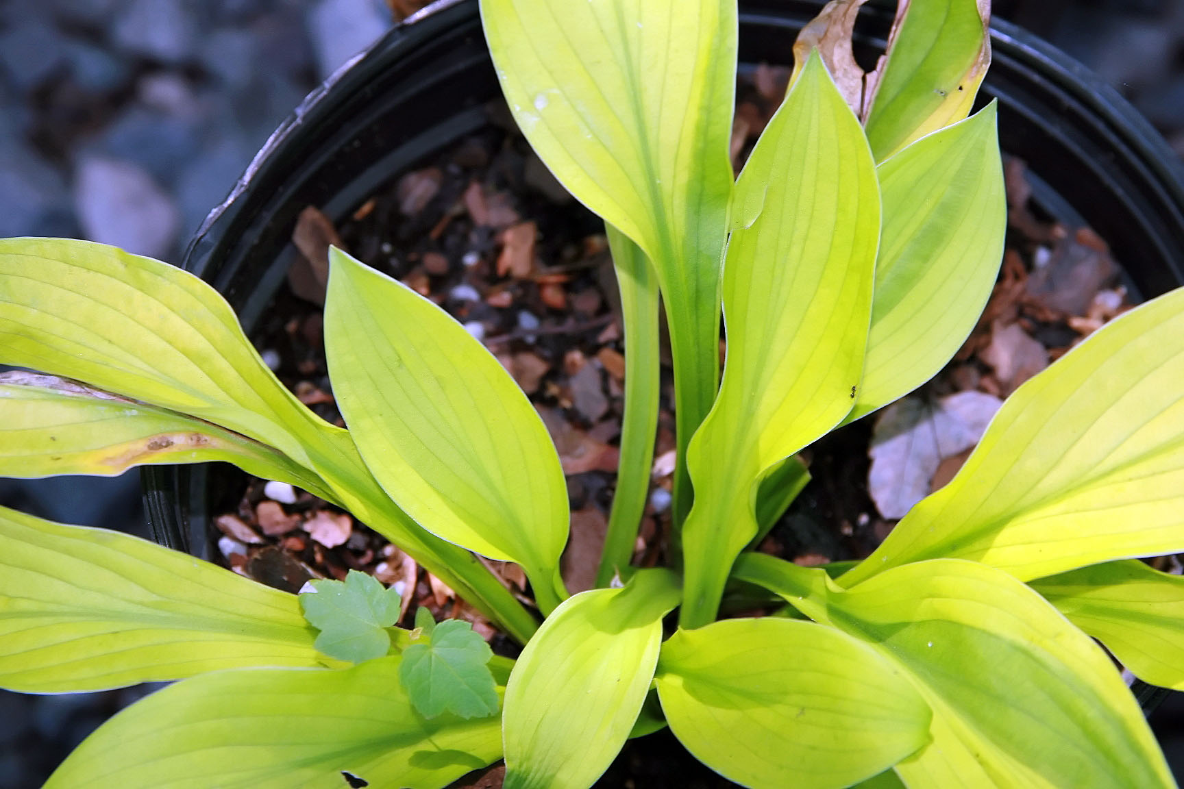 Photograph of Hosta 'Good as Gold'