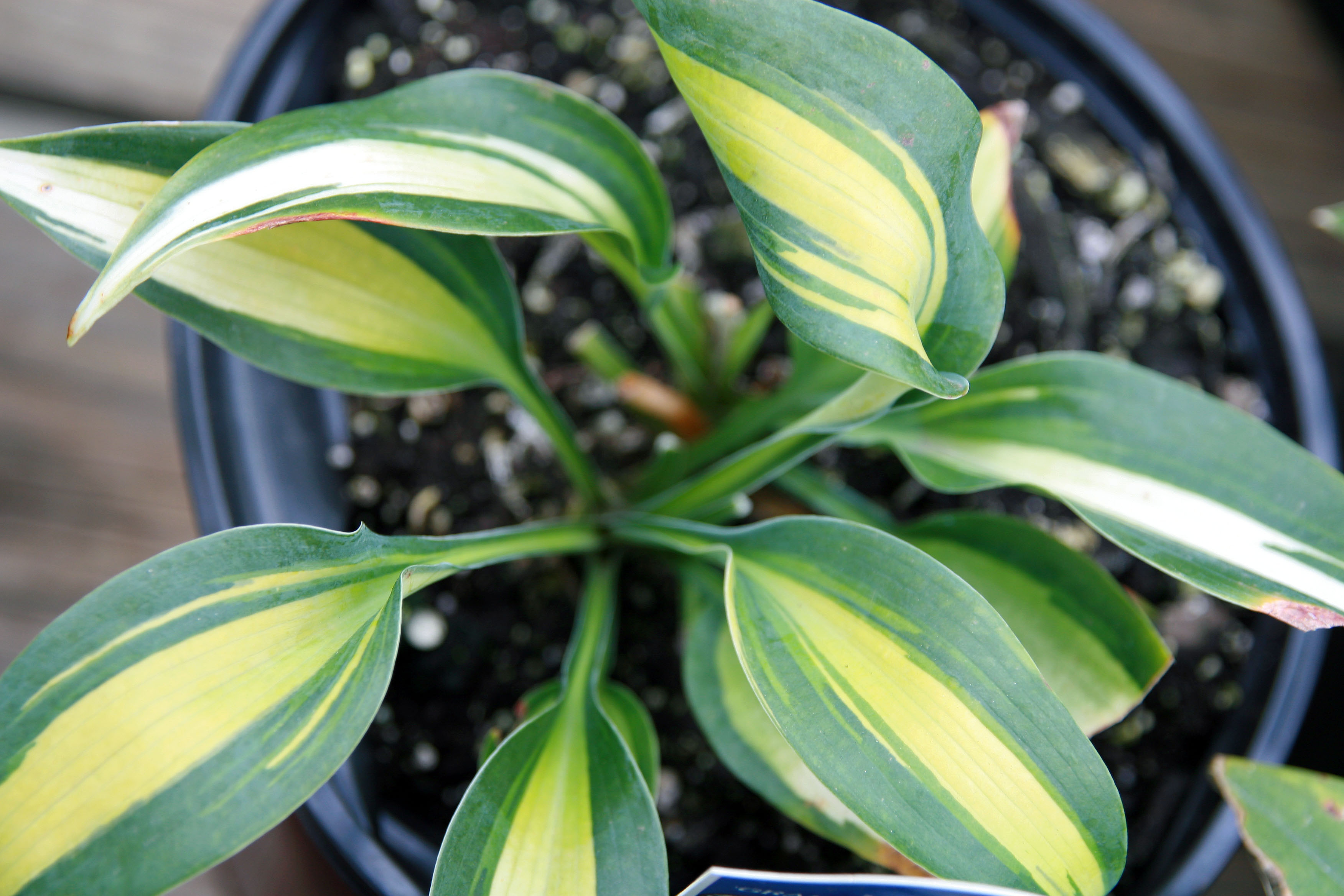Hosta 'Grand Marquee'