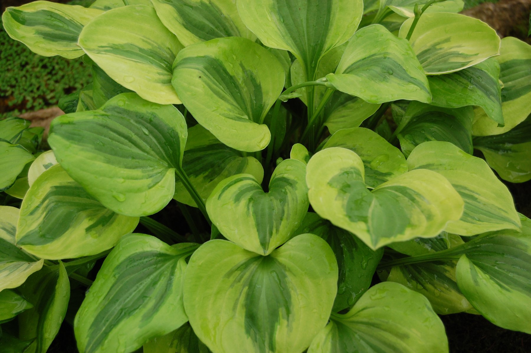 Photograph of Hosta 'Grand Tiara'