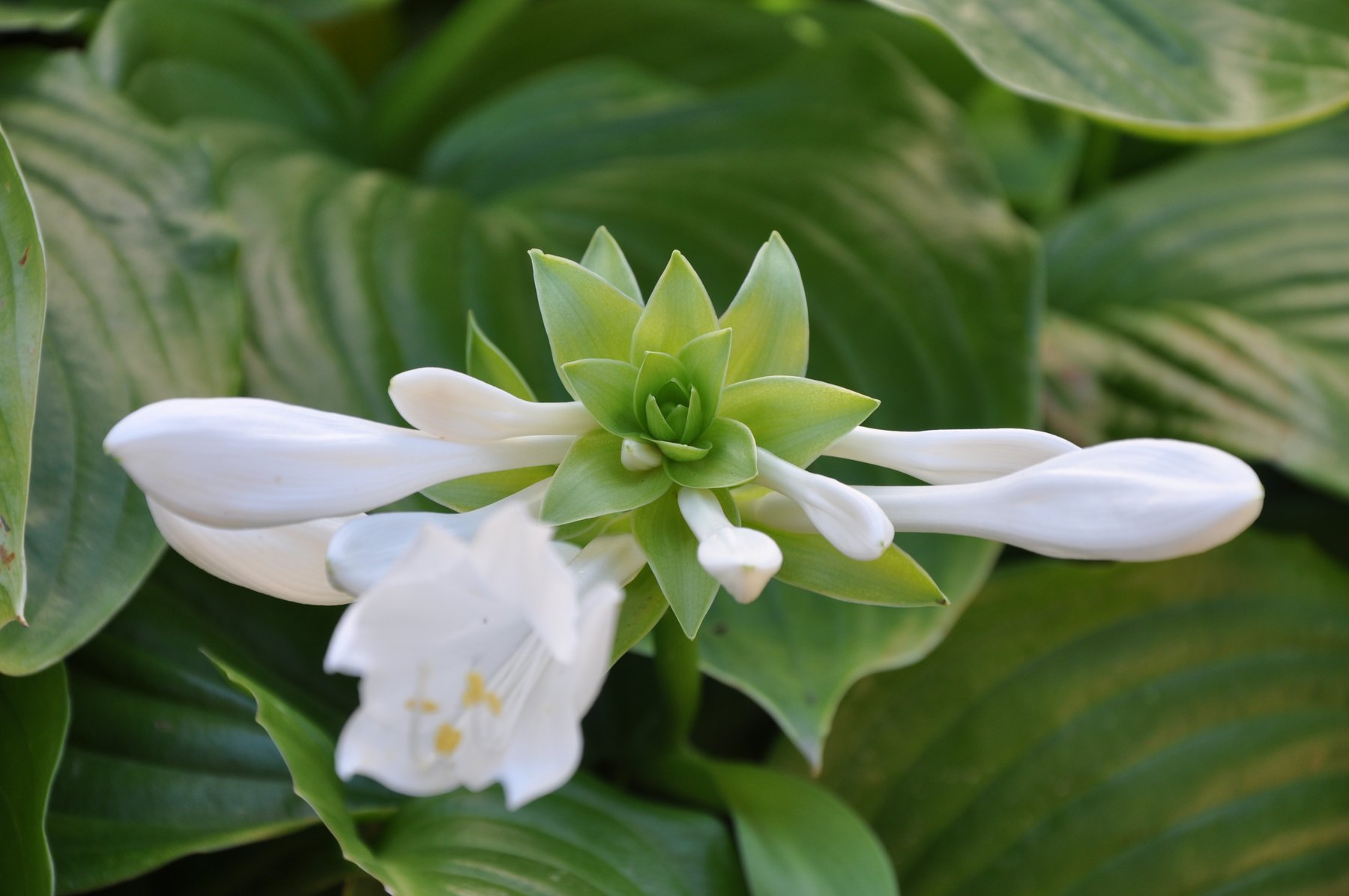 Hosta 'Grant Park'
