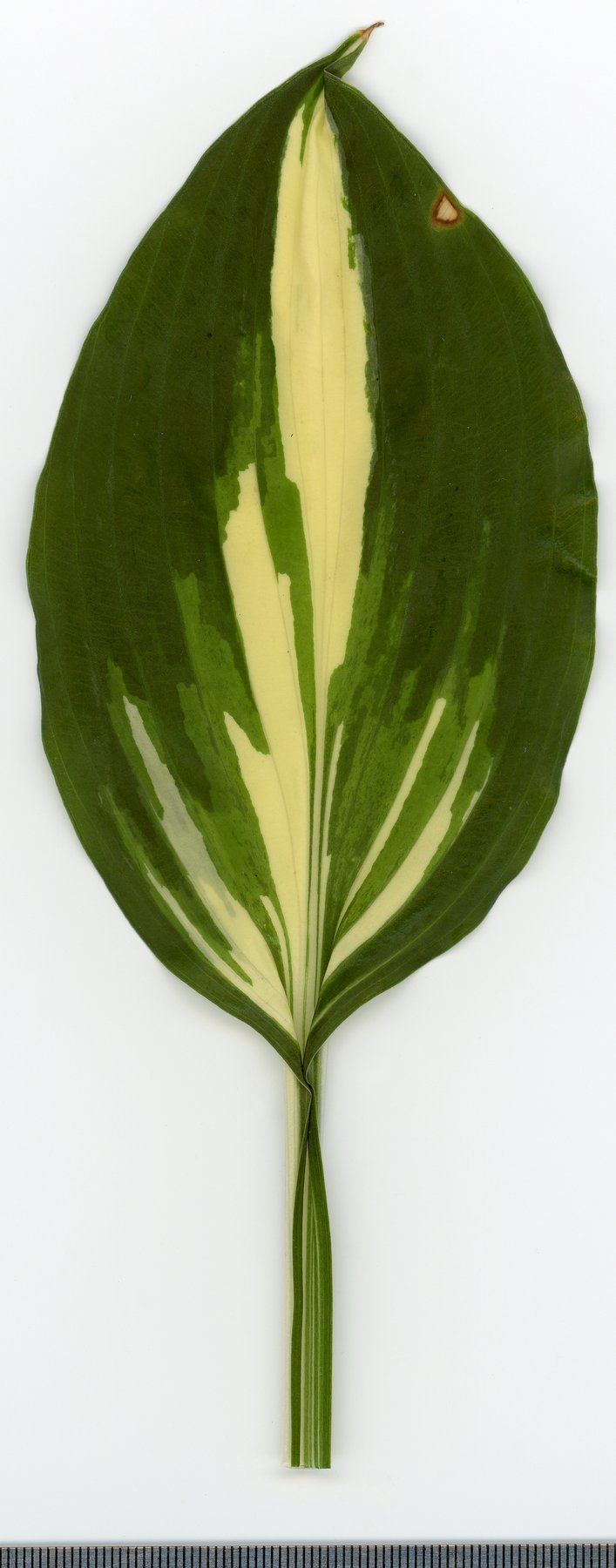 Photograph of Hosta 'Great White Way'
