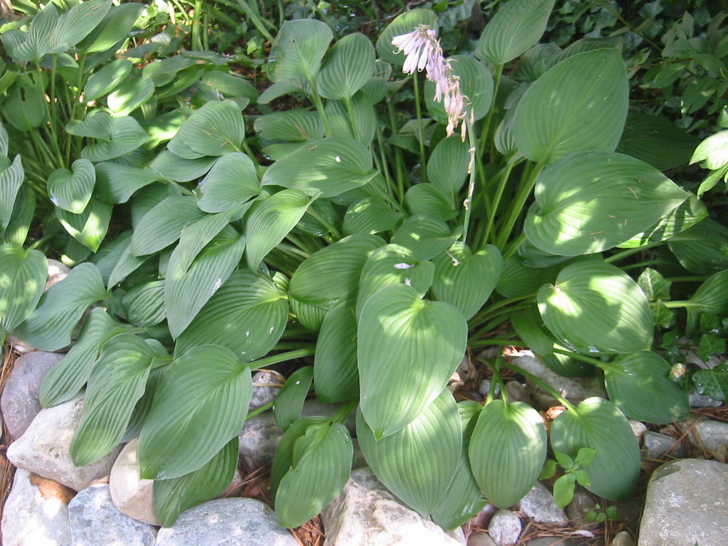 Photograph of Hosta 'Green Acres'