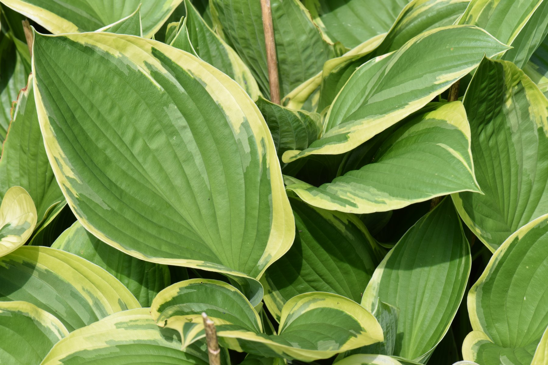 Photograph of Hosta 'Green Skies'