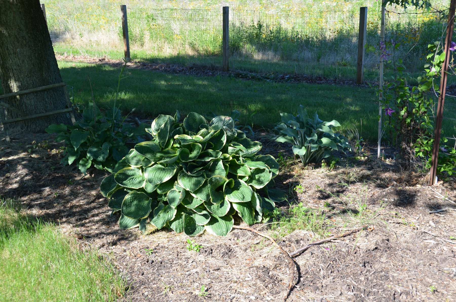 Photograph of Hosta 'Green Spot'