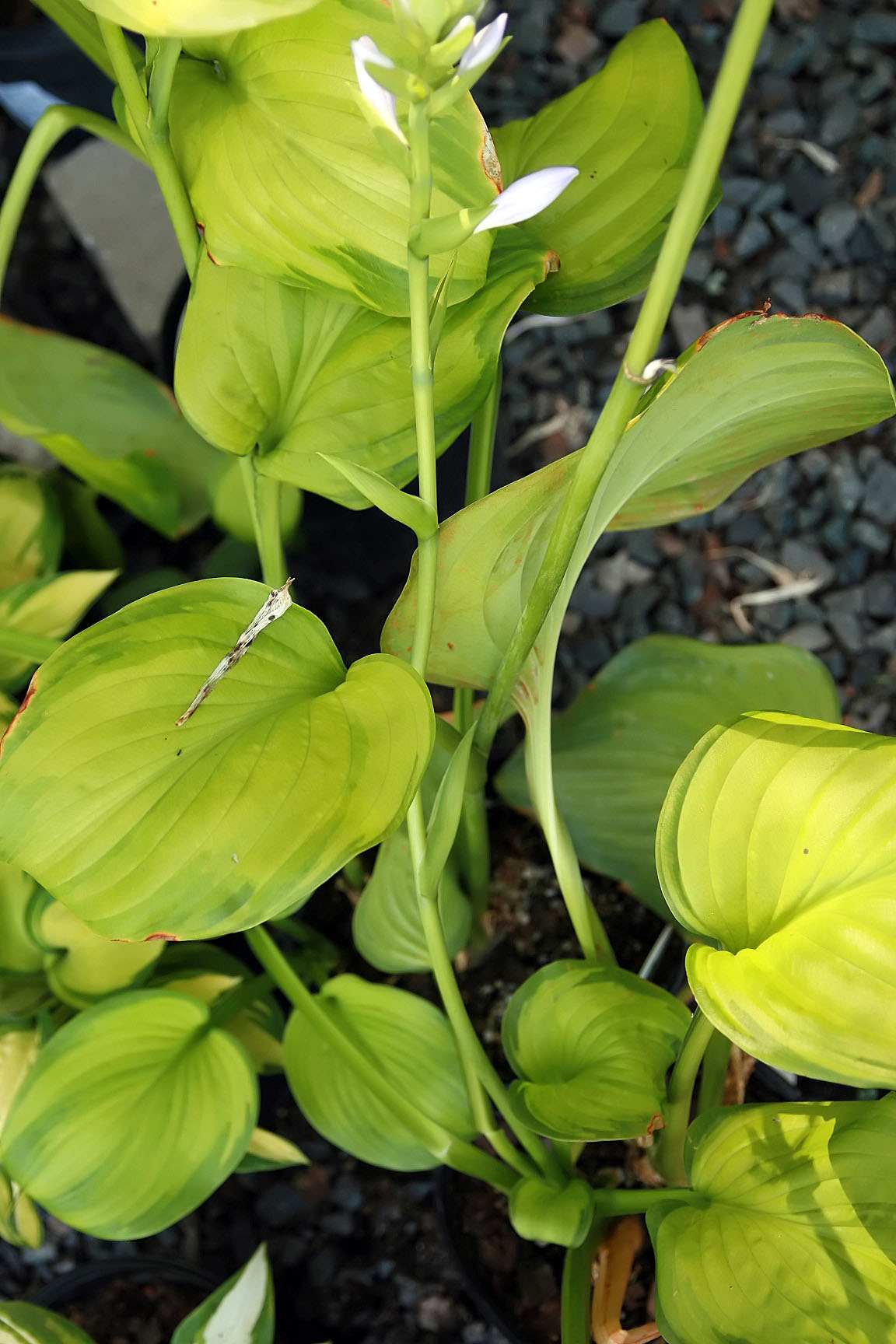 Hosta 'Guacamole'