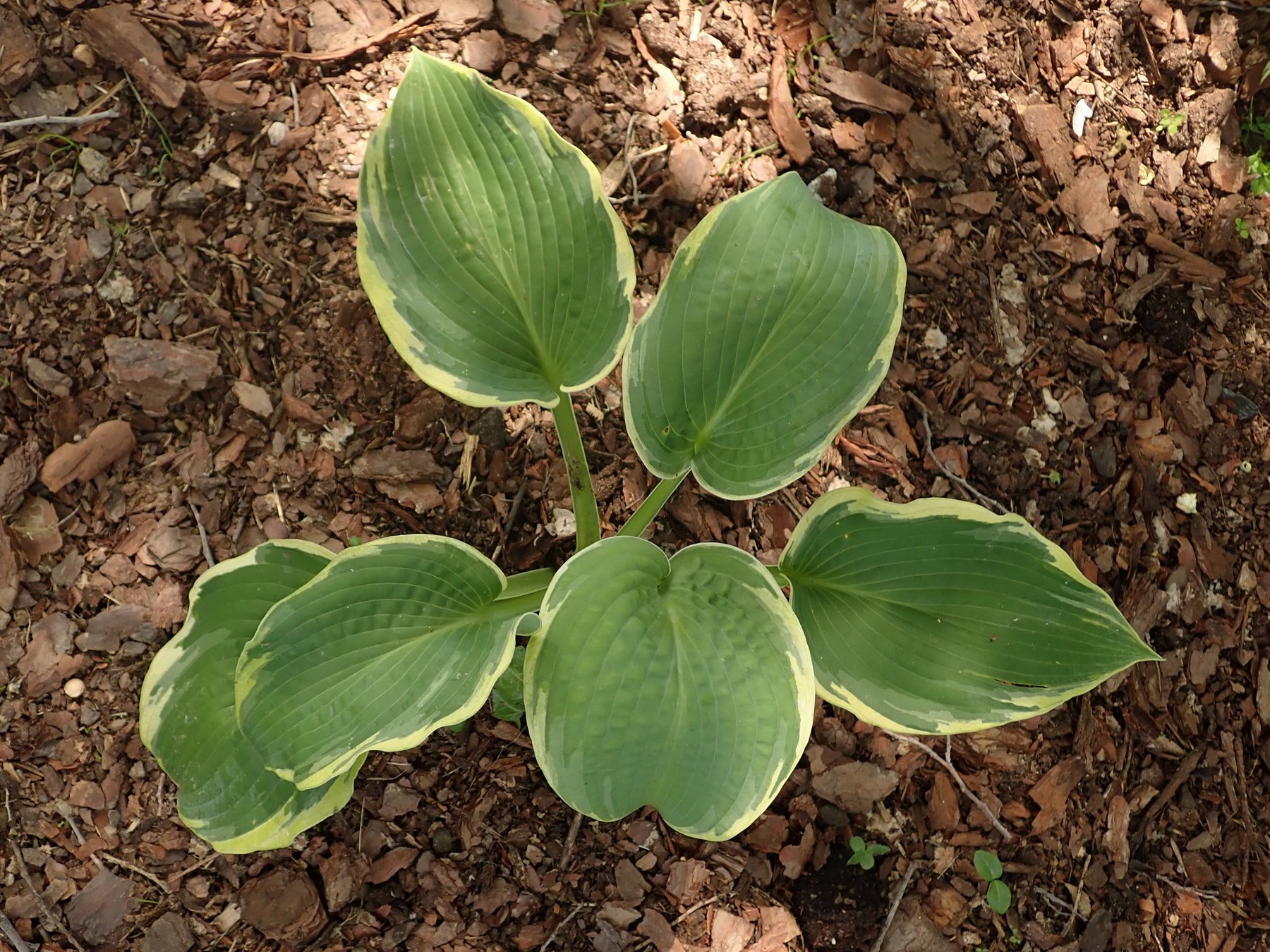 Hosta 'Halo'