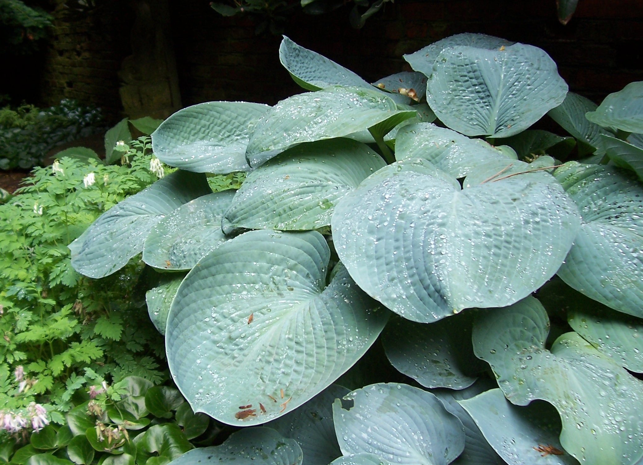 Hosta 'Hampshire County'