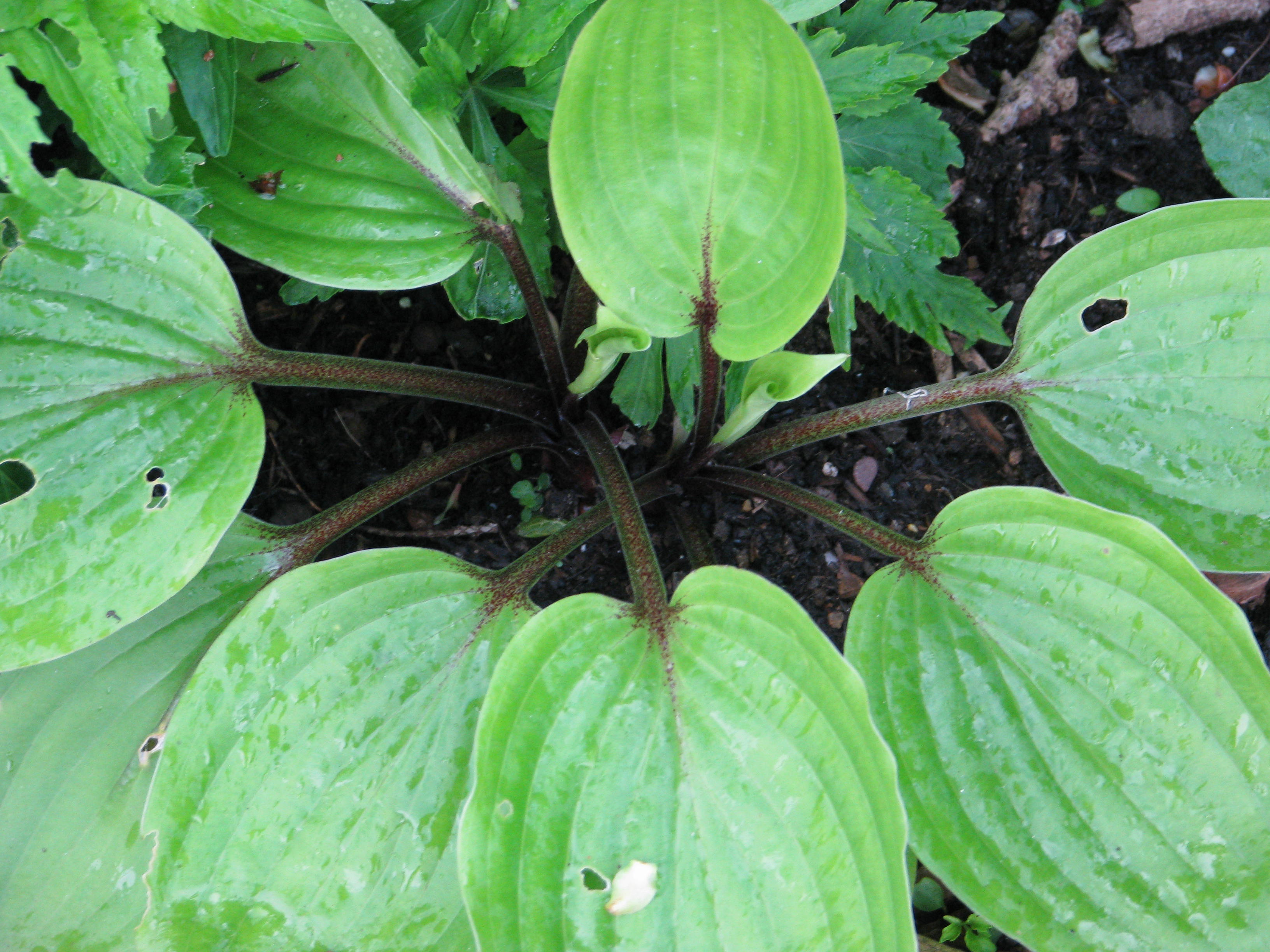 Hosta 'Have a Heart'